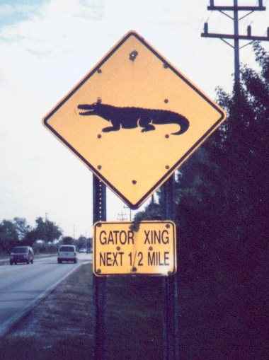 Gator Crossing!