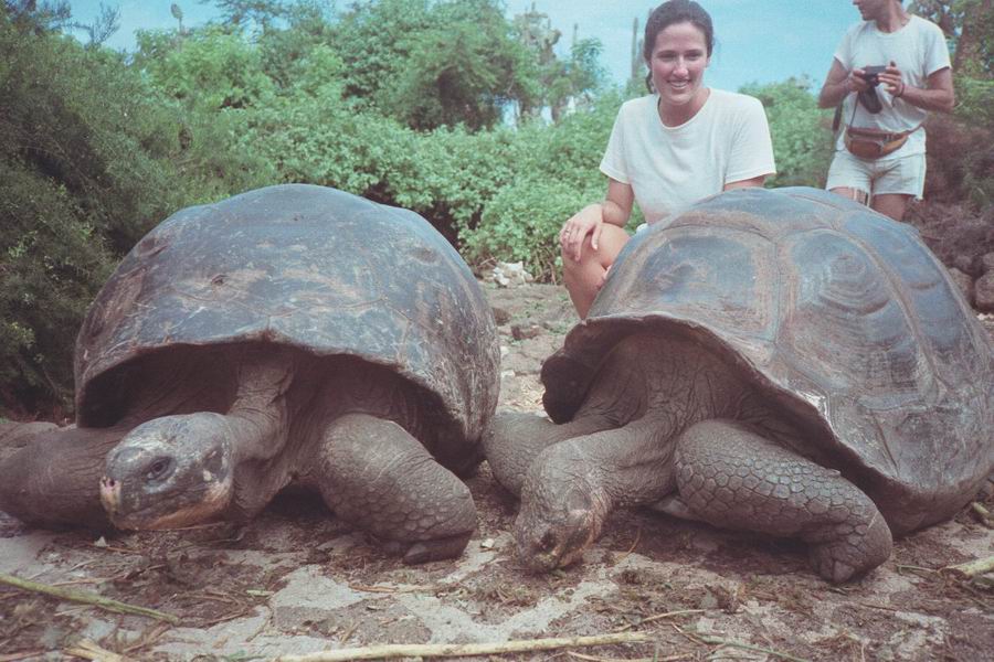Tortoises in the Galapagos