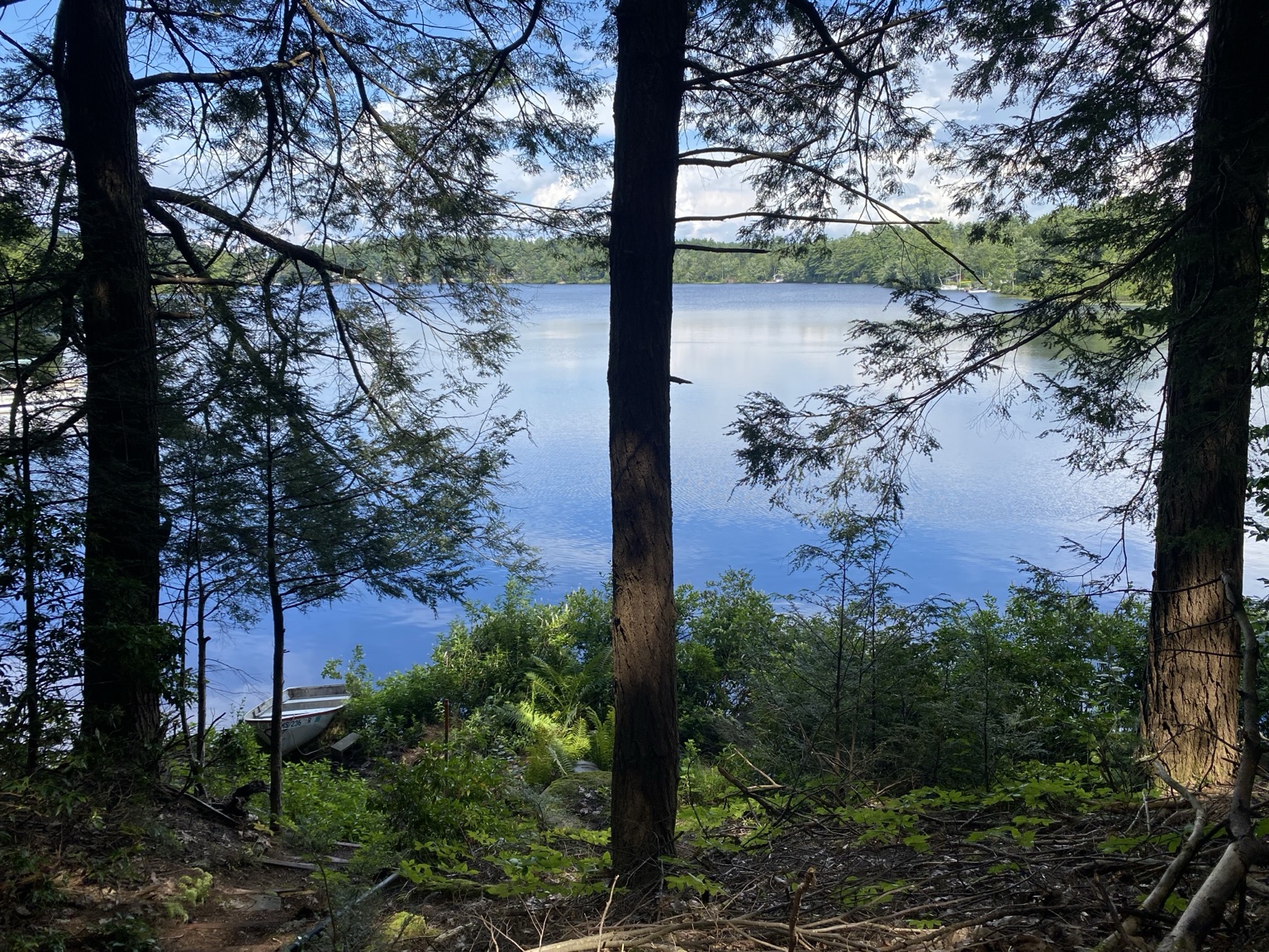 Billy Ward Pond through the trees