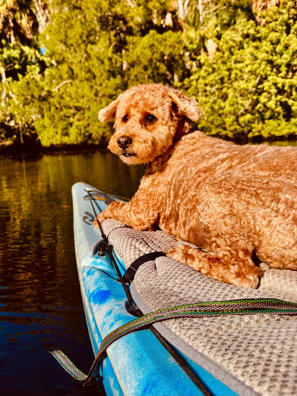 Buddyboy taking his rightful place at the bow, supervising all river operations.