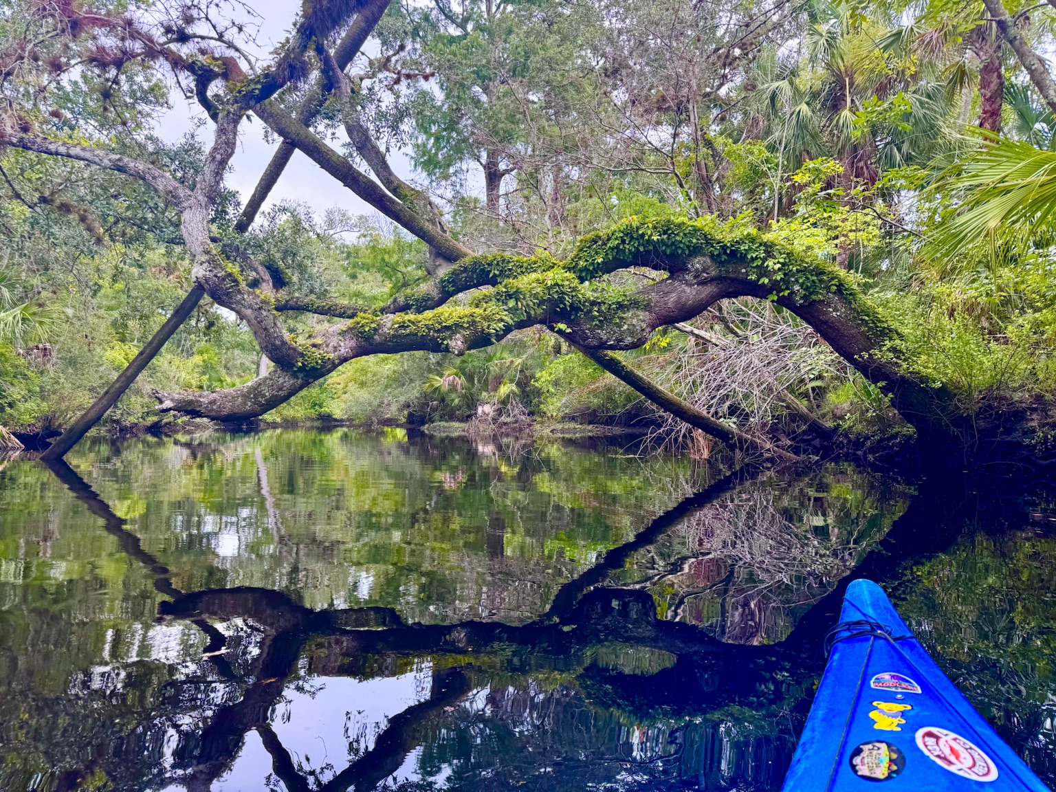 Palms and marsh grass mirrored in the still water — Florida doing what Florida does best.