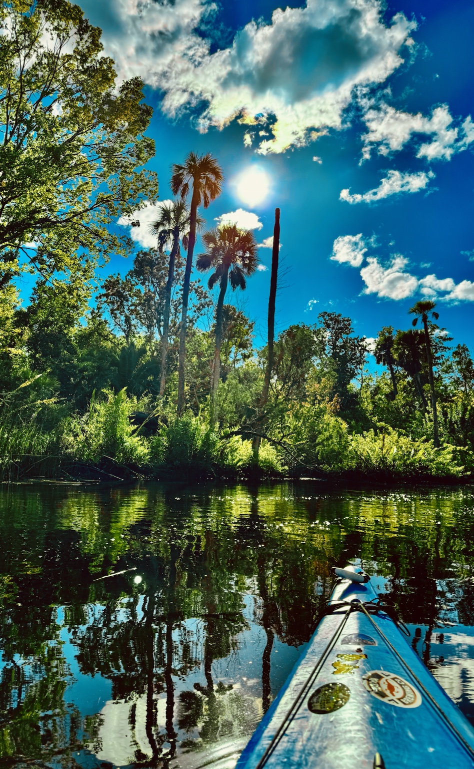 Sunlight through leaves and cypress knees: the small details that make slow paddling worth it.