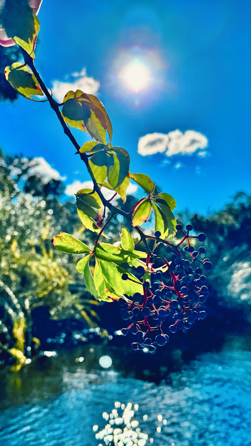 Looking straight up into the leaves and sun — a reminder to stop paddling and look around.