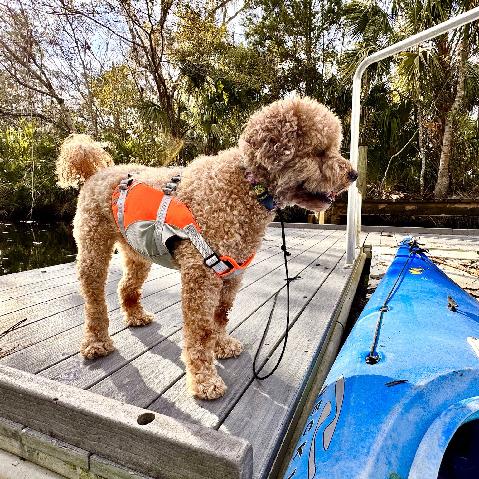 Buddyboy back on shore, still looking like he owns the dock and maybe the whole river.