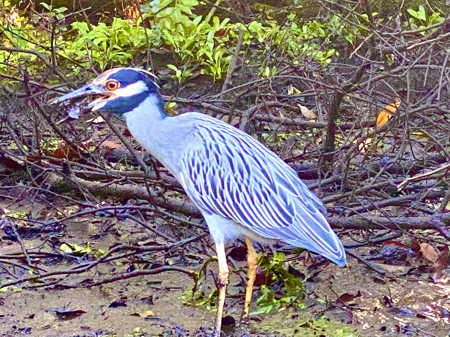 A great little wildlife moment along the mud and mangrove edge.