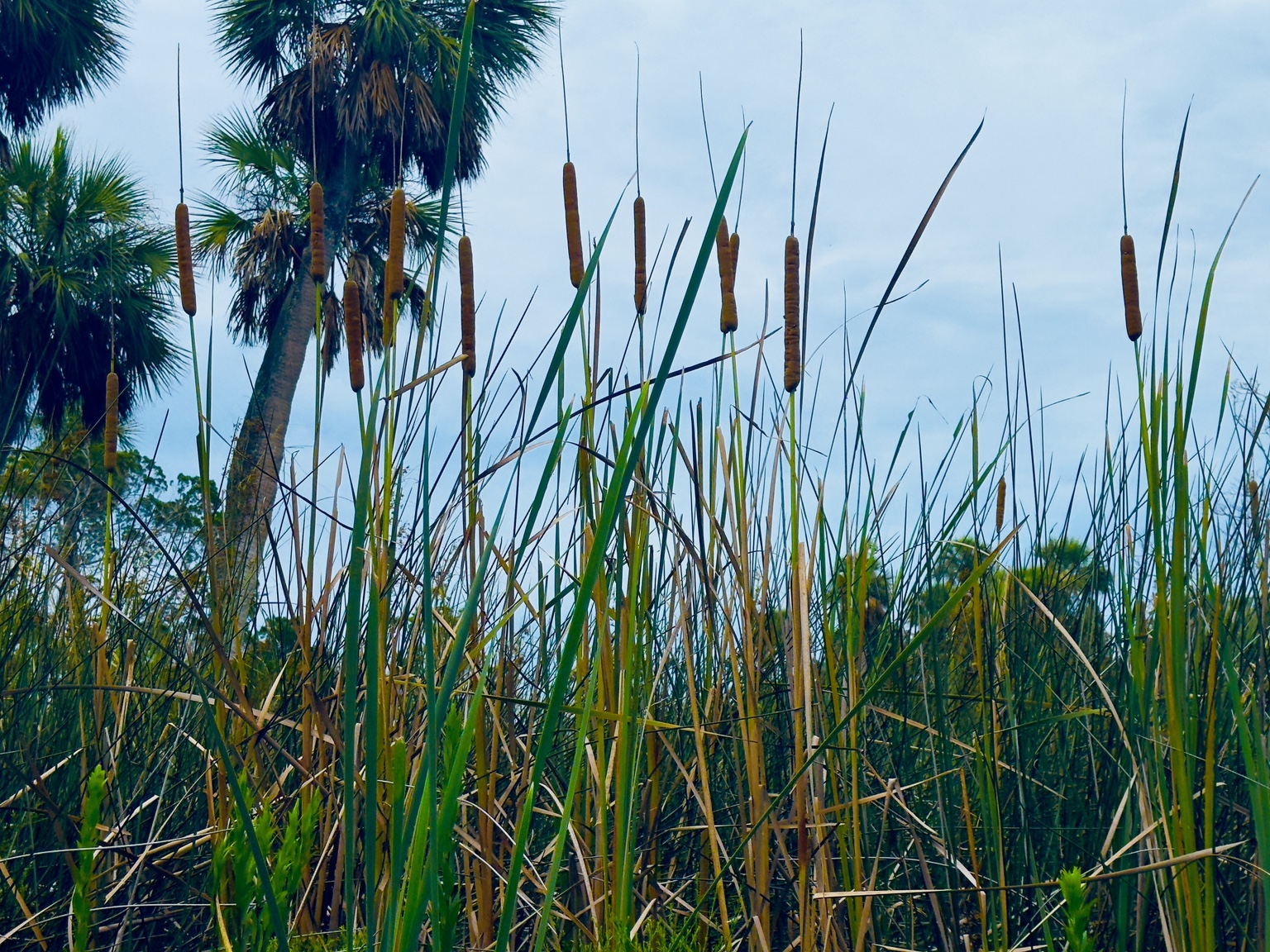 Cattails standing tall in the marsh, the official antenna farm of the wetlands.