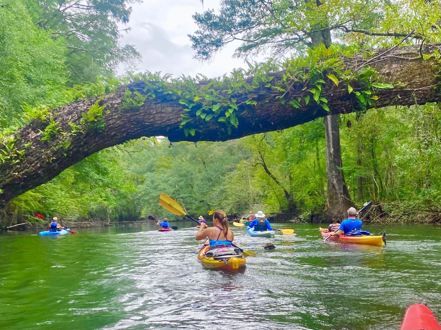 Holmes Creek paddling scene