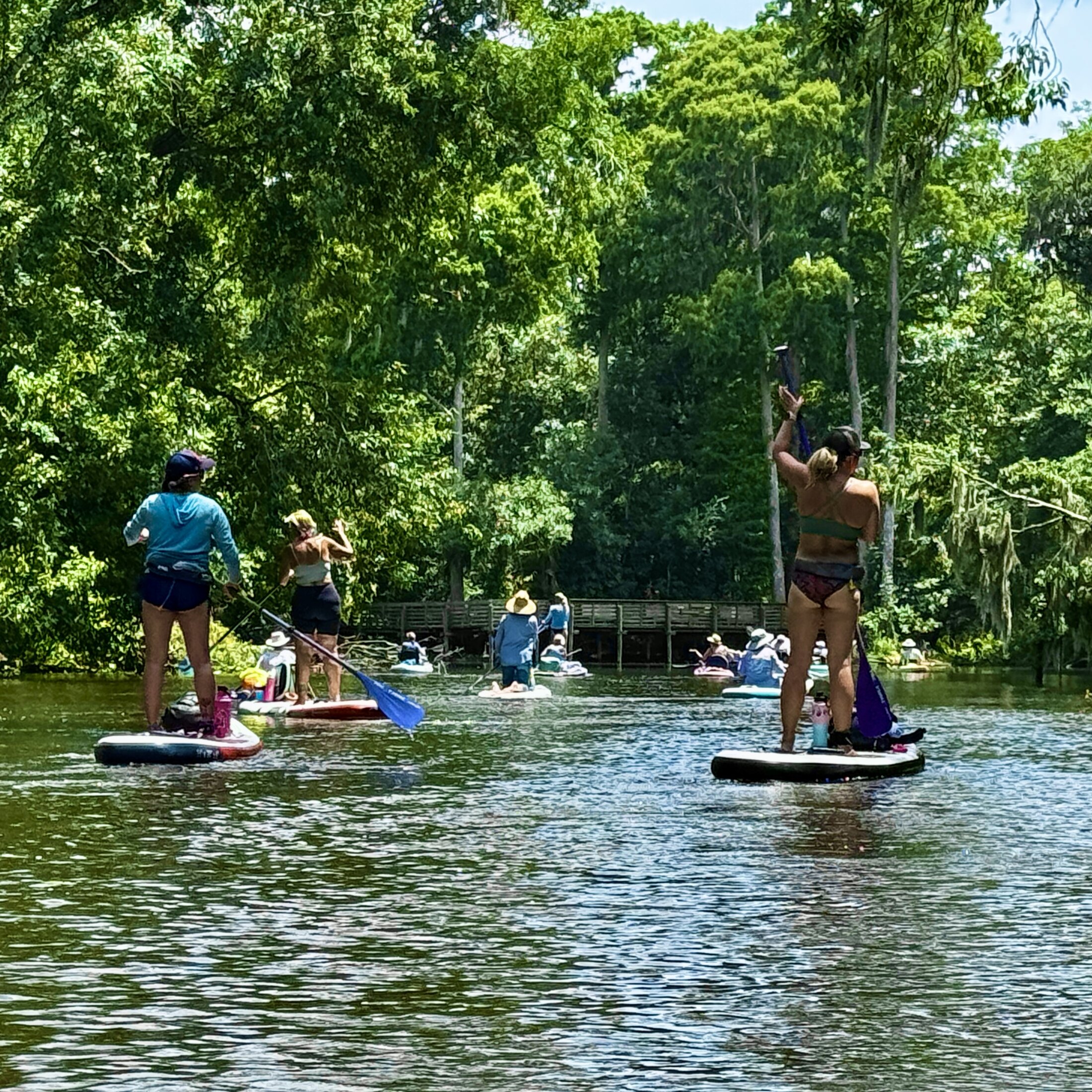Paddlers entering the narrow Seventeen Runs section of the Hillsborough River