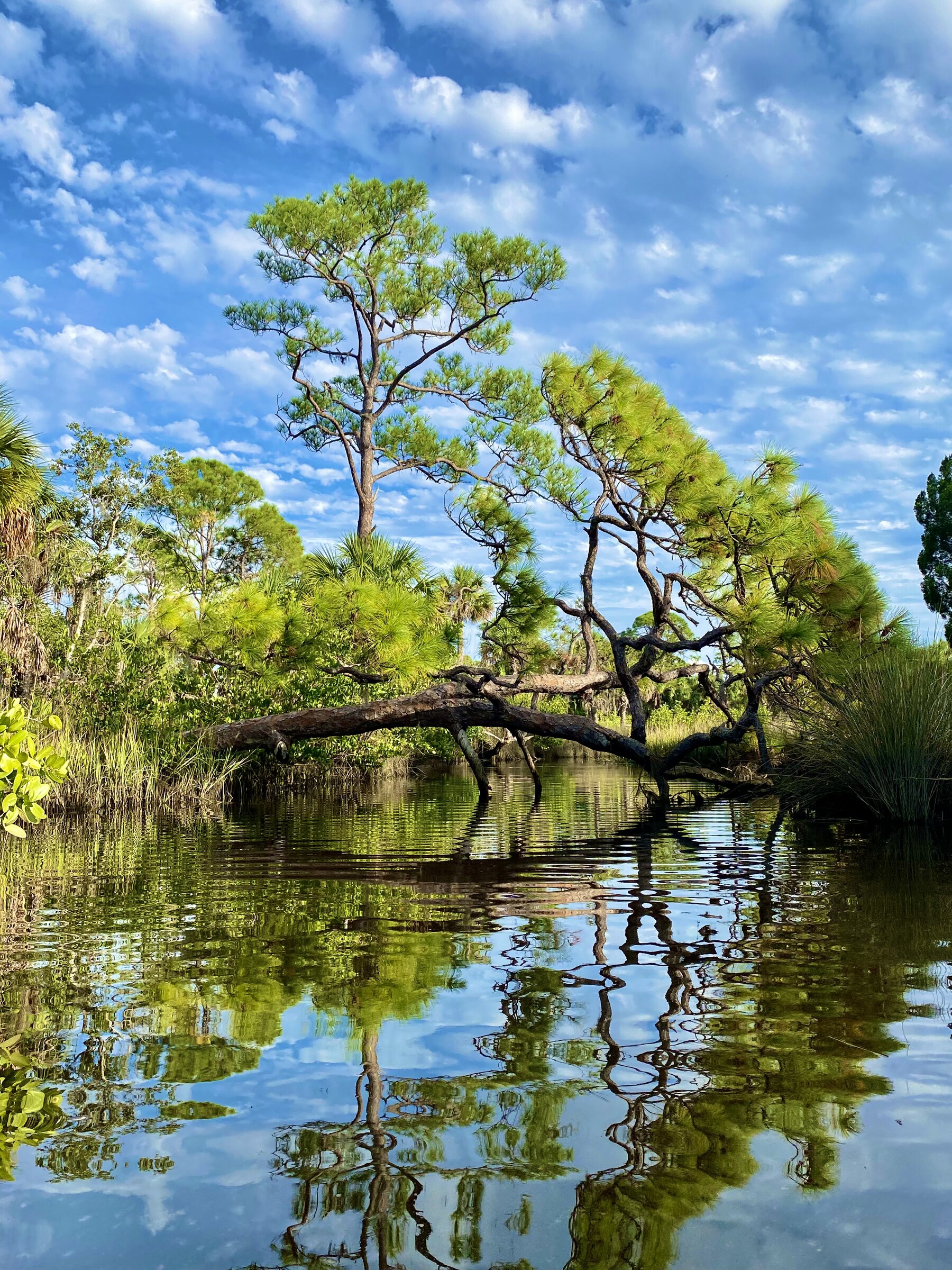 Large oak arching low above the water