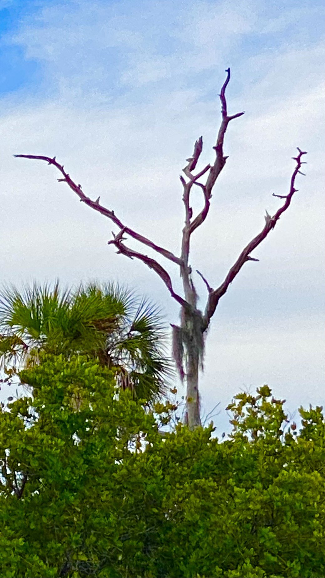 Bare tree rising over the marsh