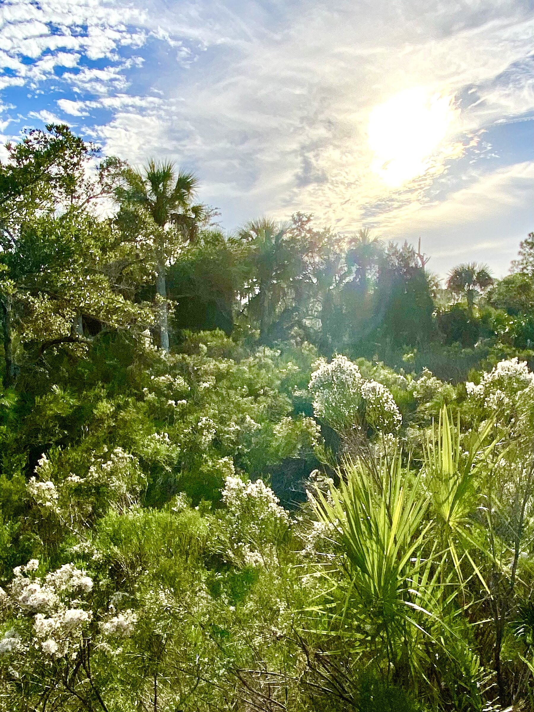 Late-afternoon sun over coastal vegetation