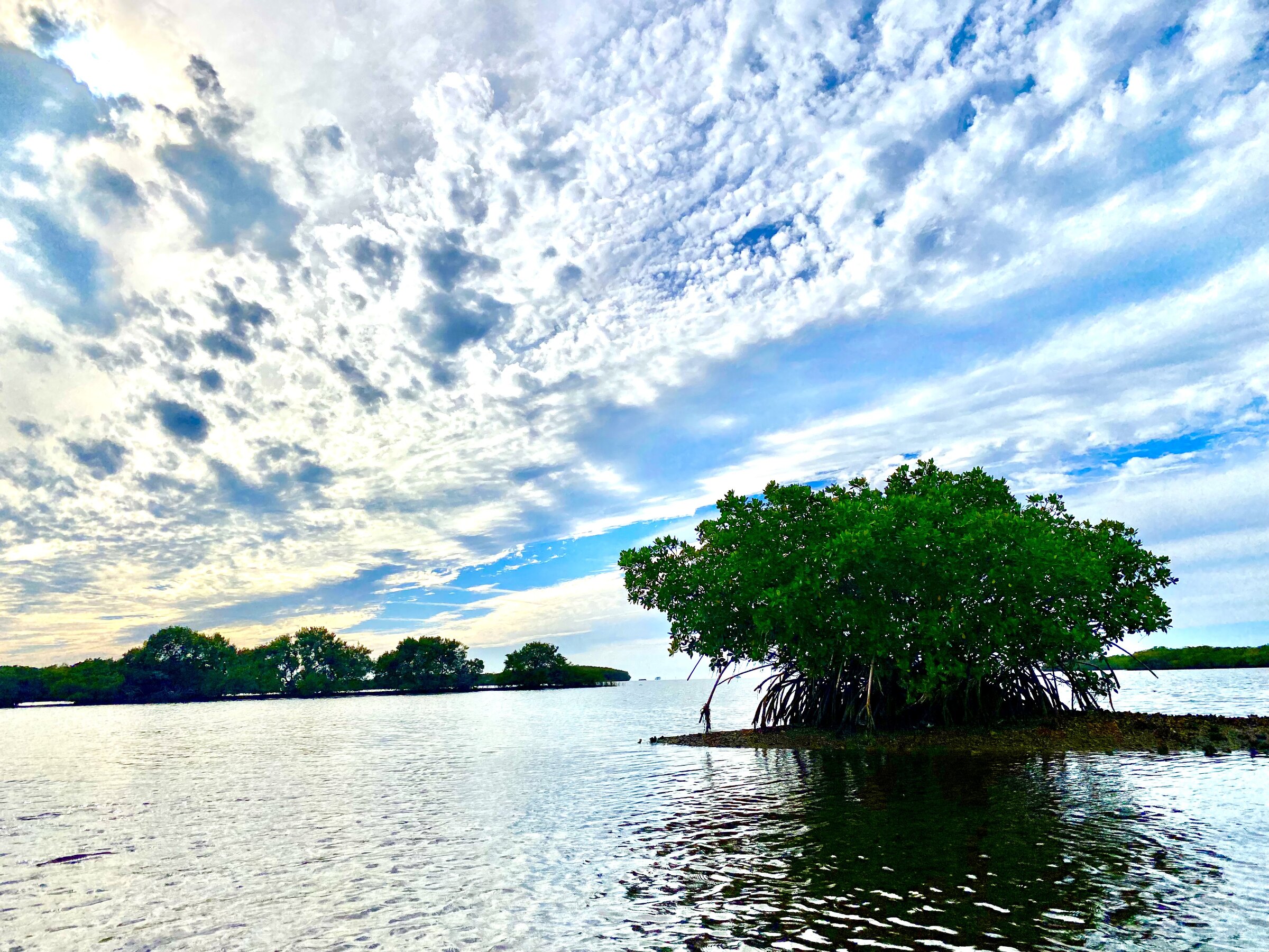 Solitary mangrove reflected in calm water