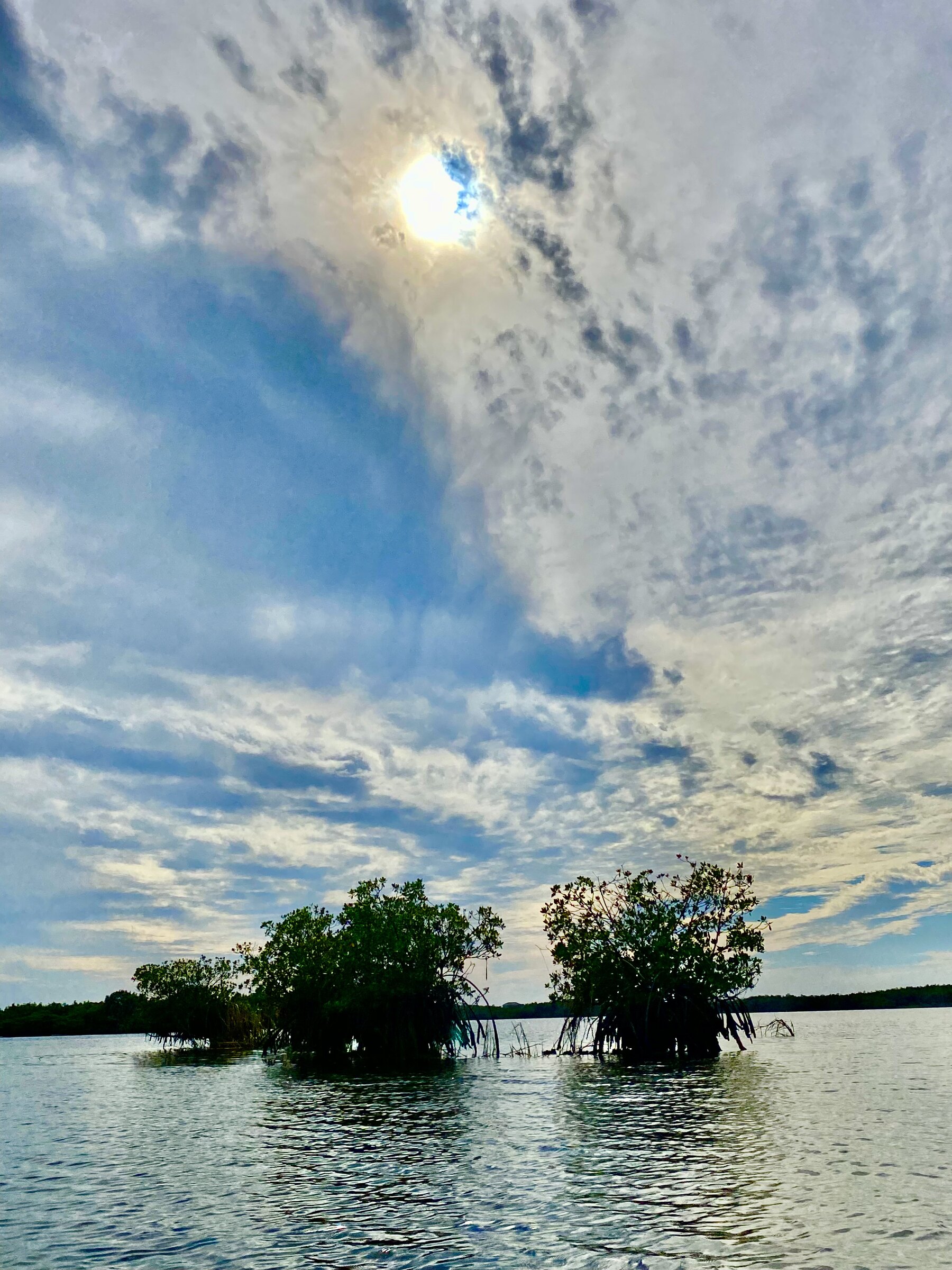 Small mangrove islands in the marsh
