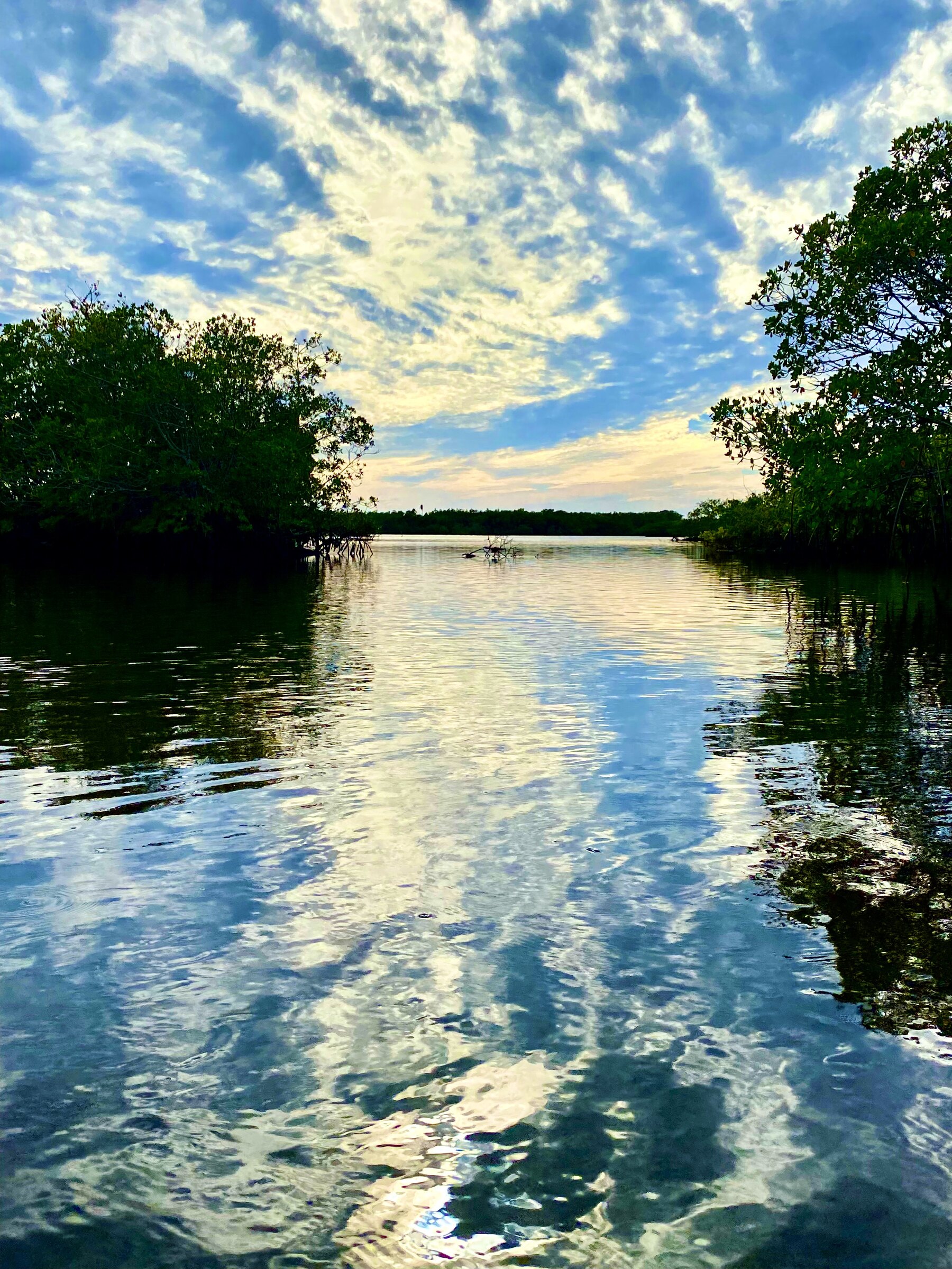 Narrow opening through mangroves