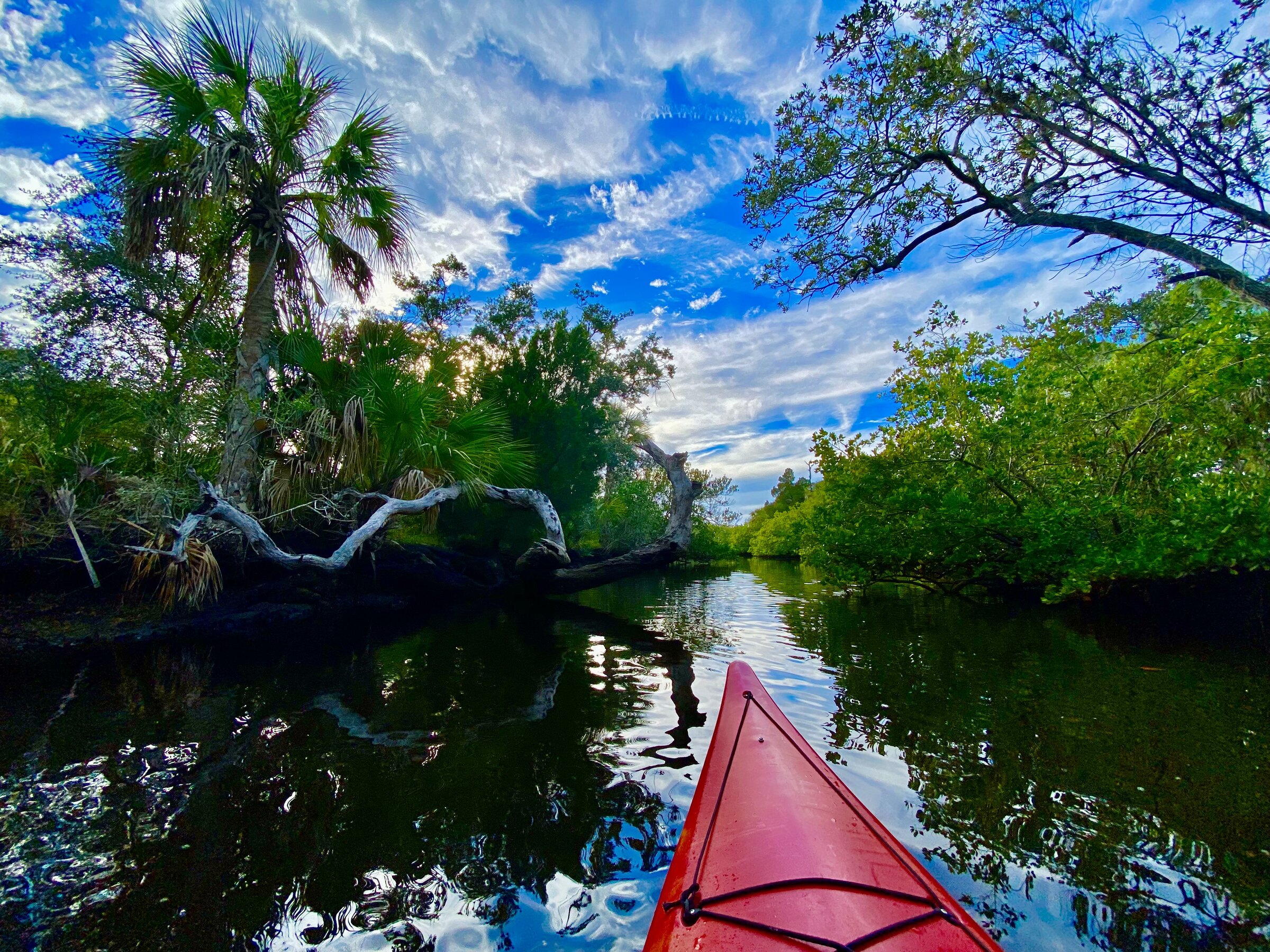 Red kayak traveling through a mangrove tunnel