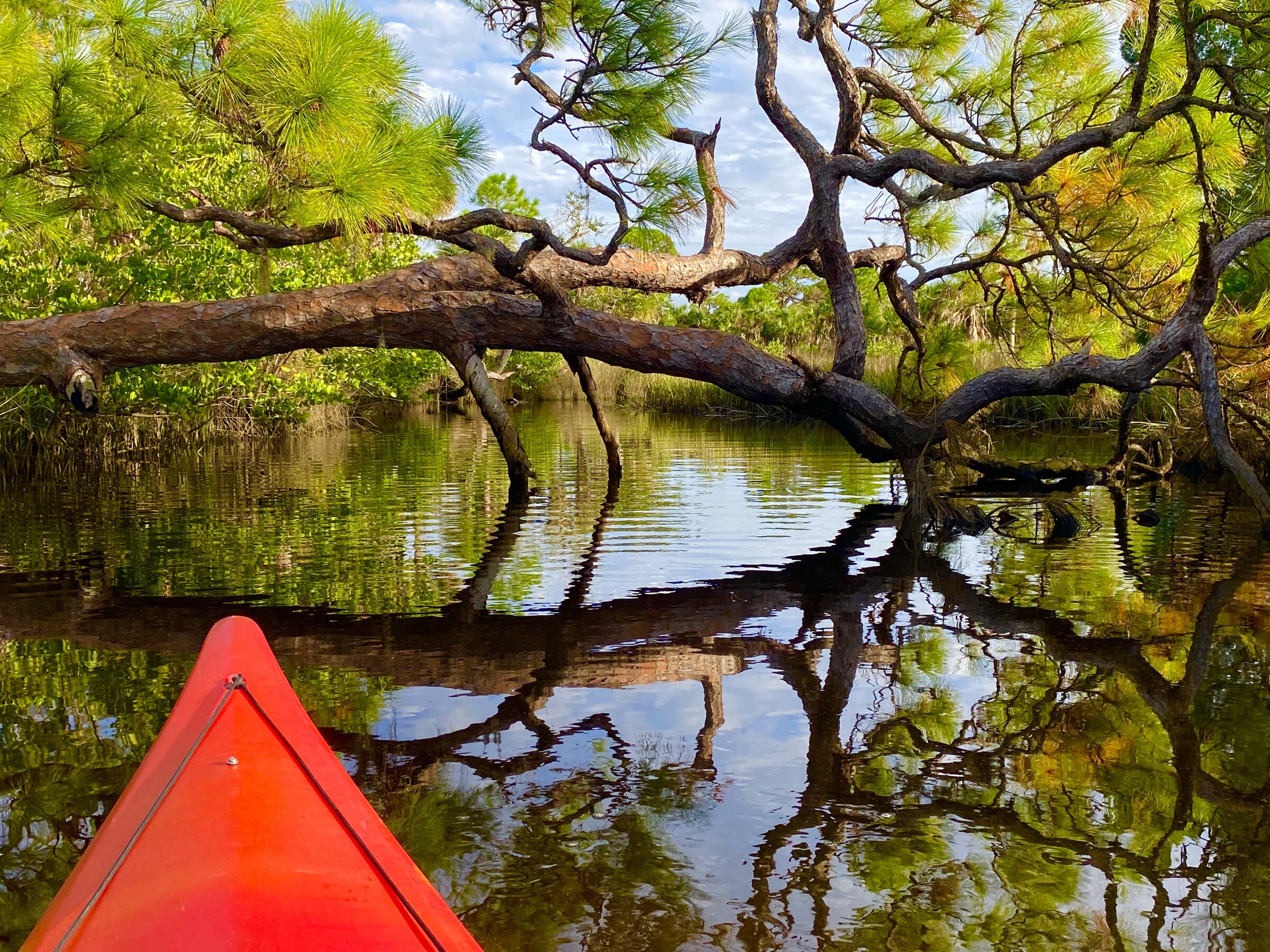 Kayak bow passing beneath a low oak canopy