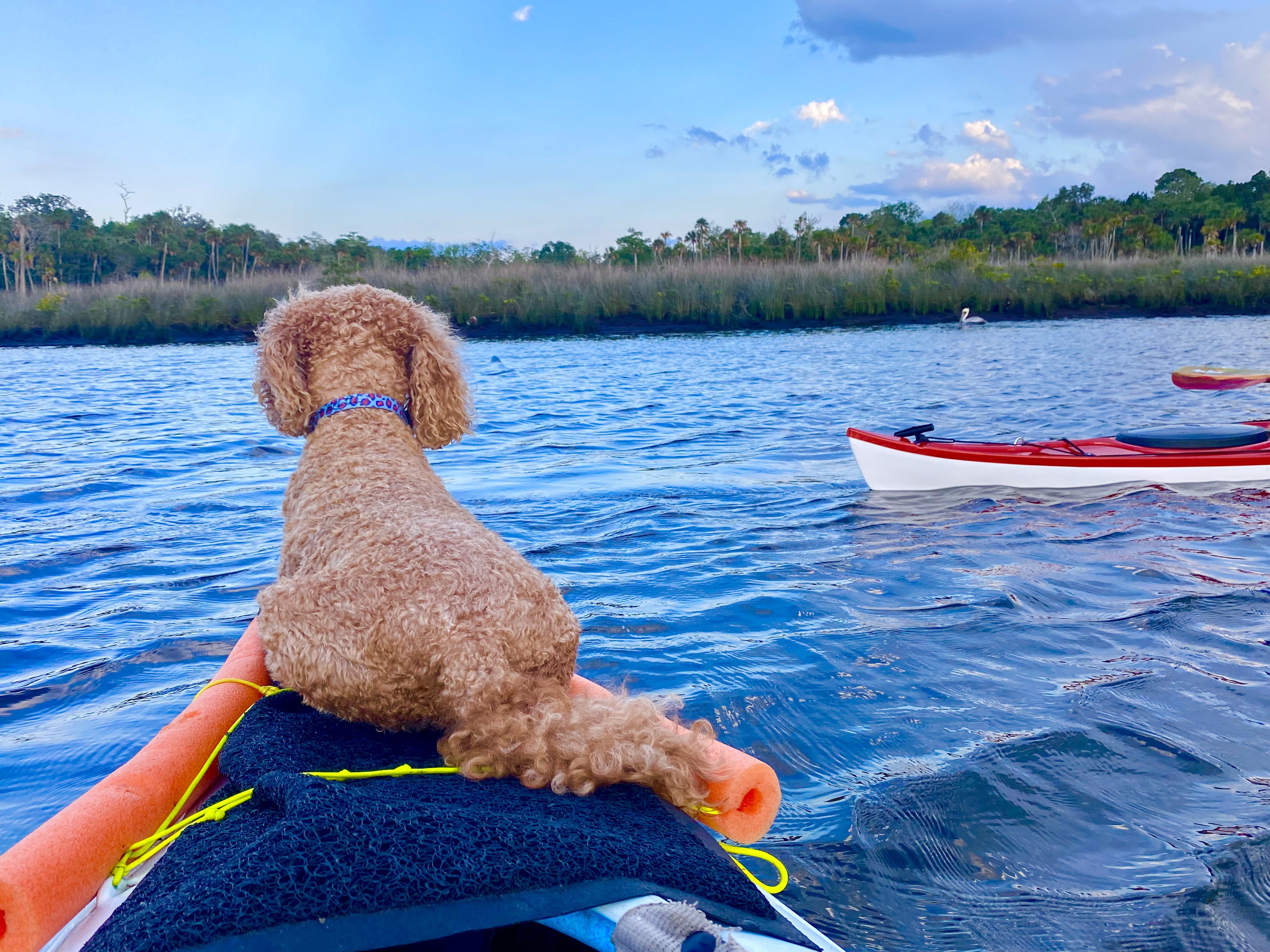 Buddyboy watching a friend paddle a red kayak