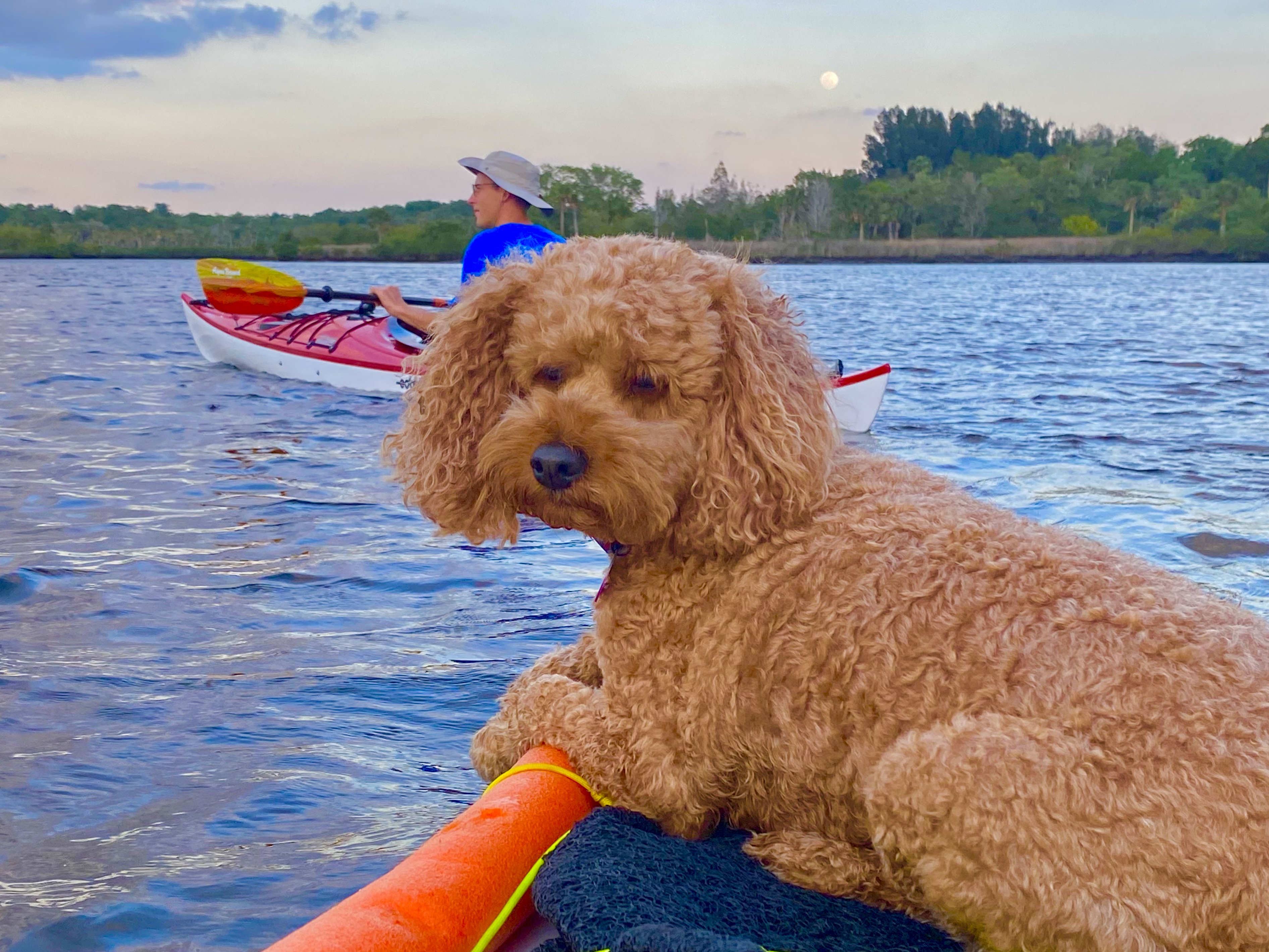 Buddyboy looking back from the front of Tim's kayak