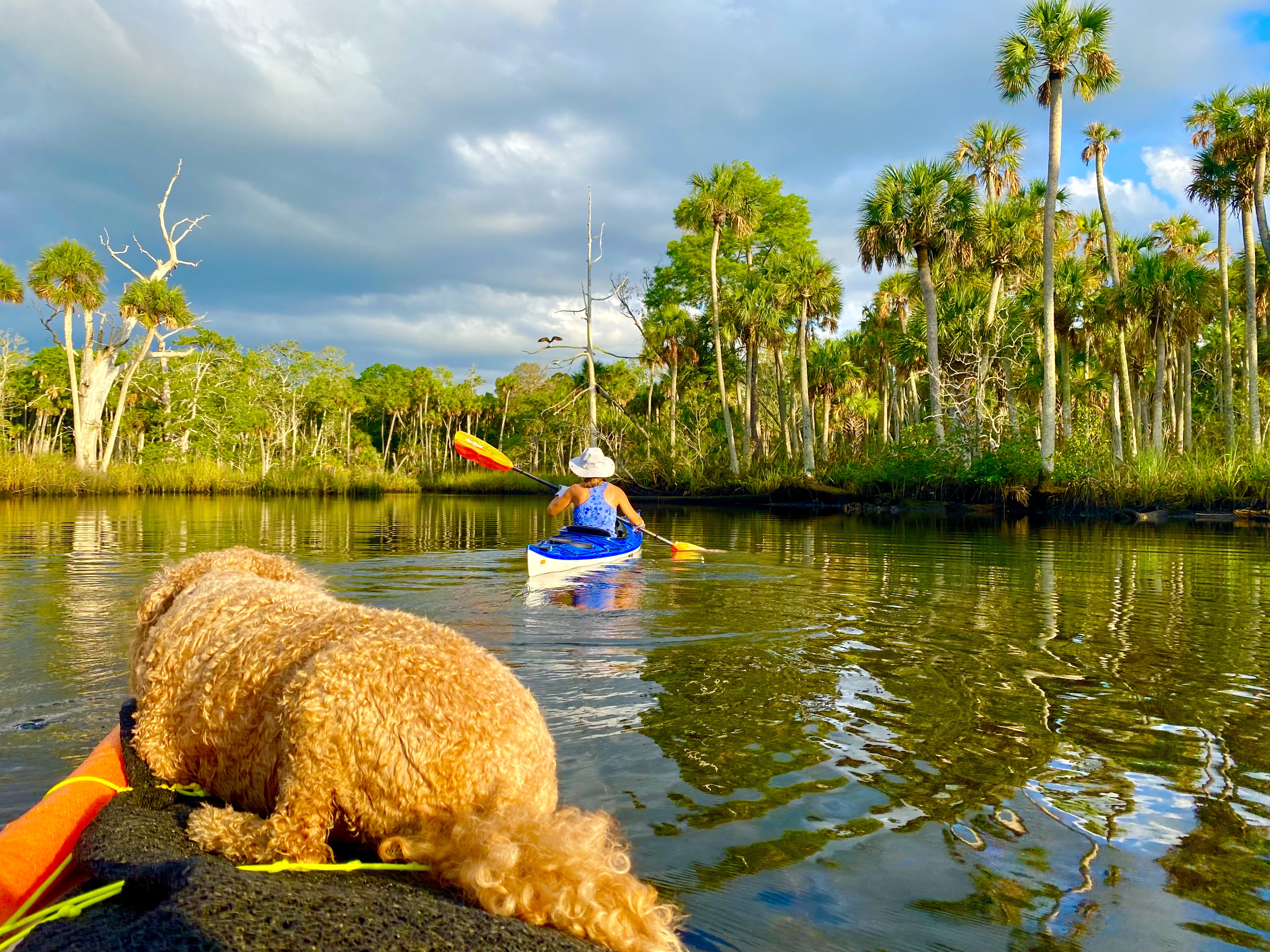 Buddyboy riding in the front of Tim's kayak as the Aripeka paddle begins