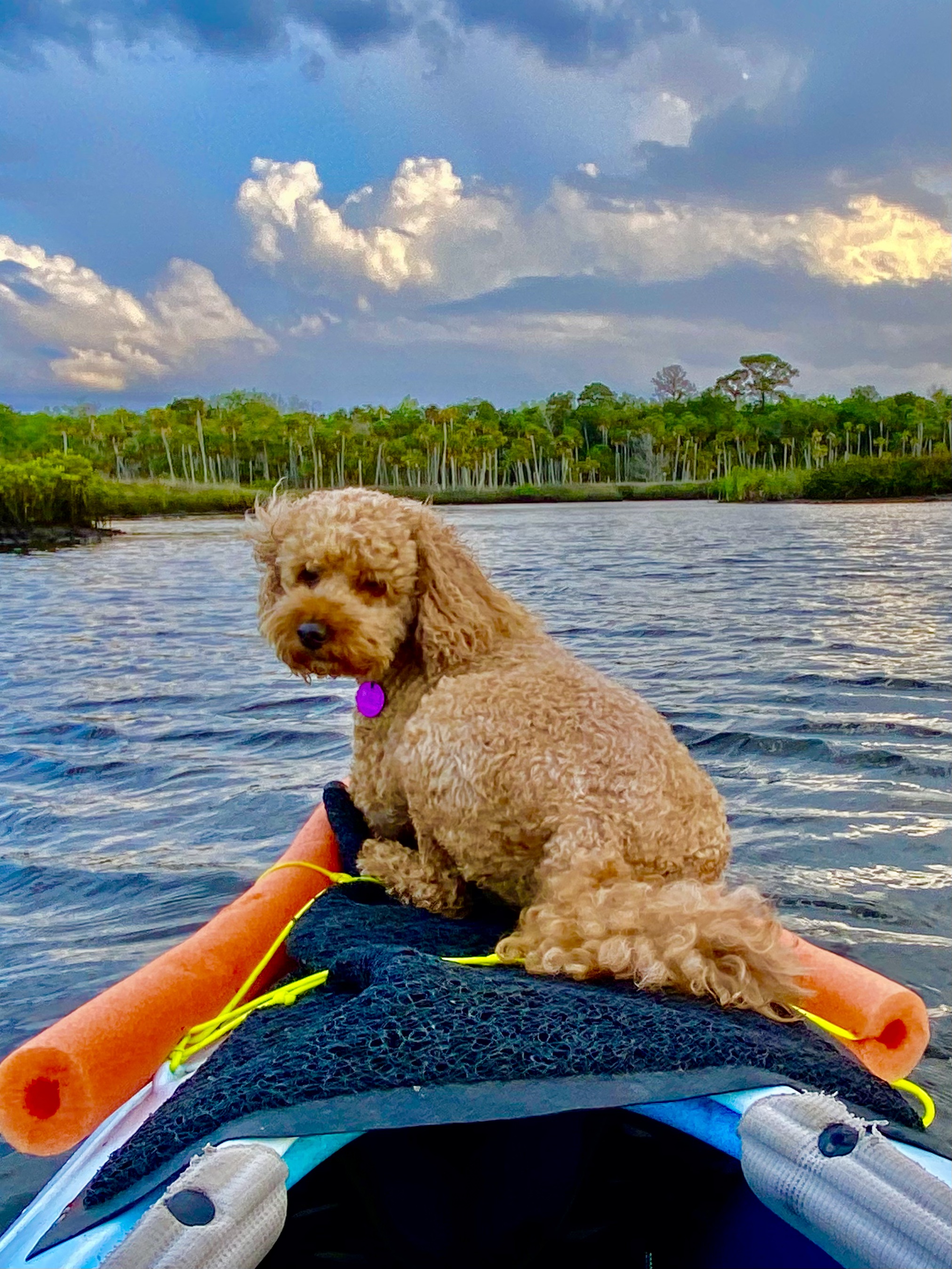 Buddyboy sitting alertly on the front of the kayak
