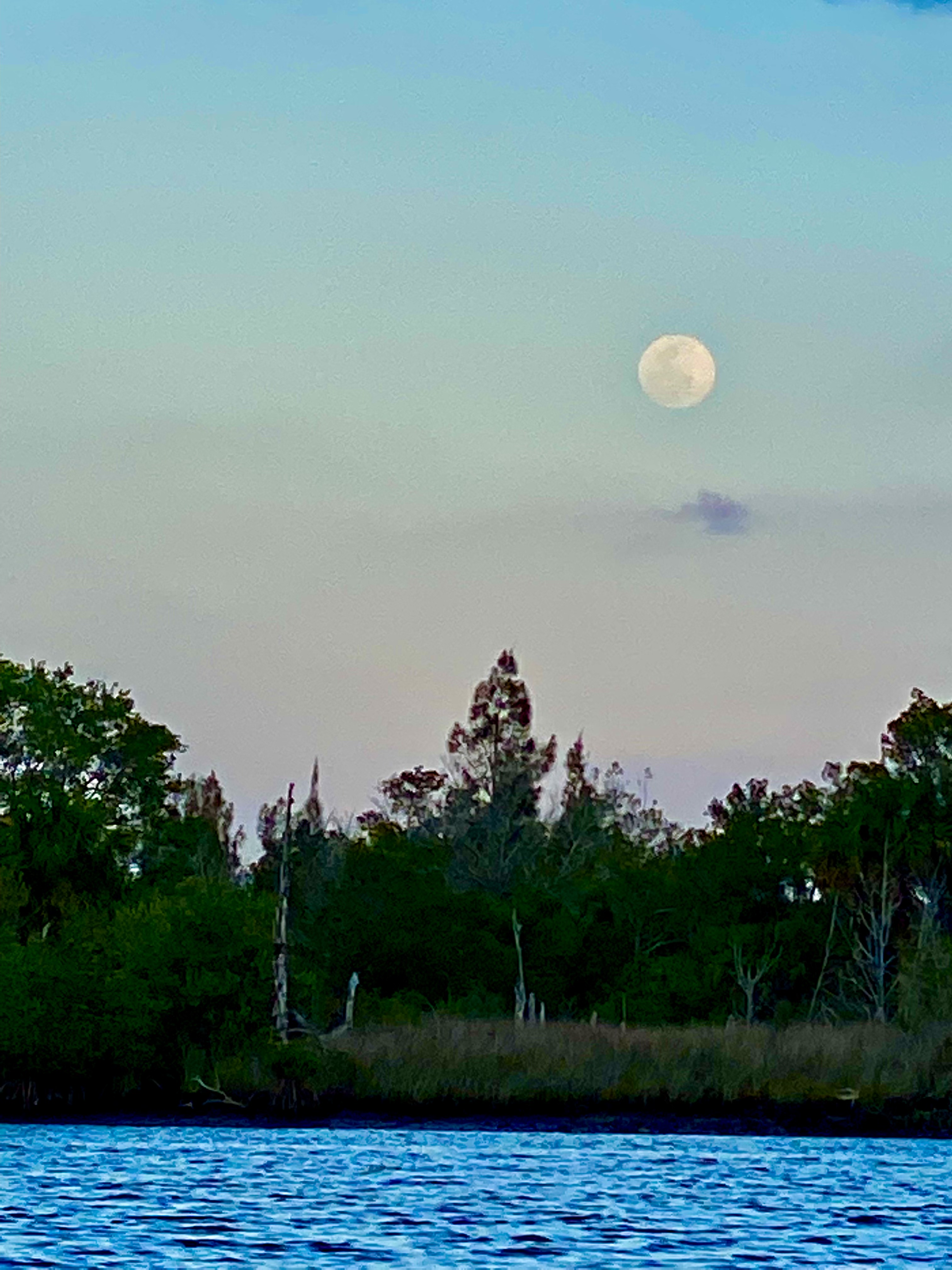The moon rising above the Aripeka marsh