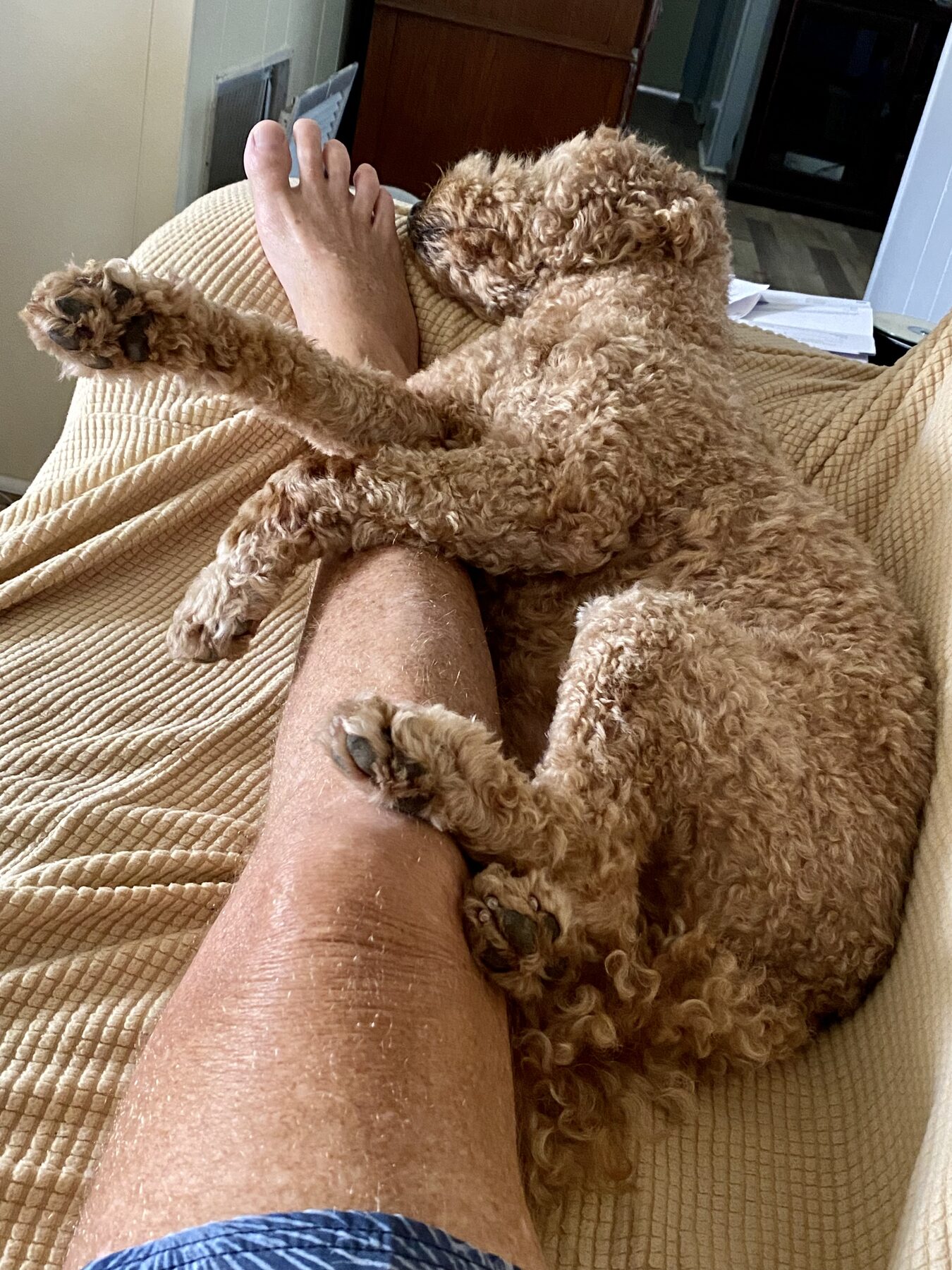 Buddyboy resting