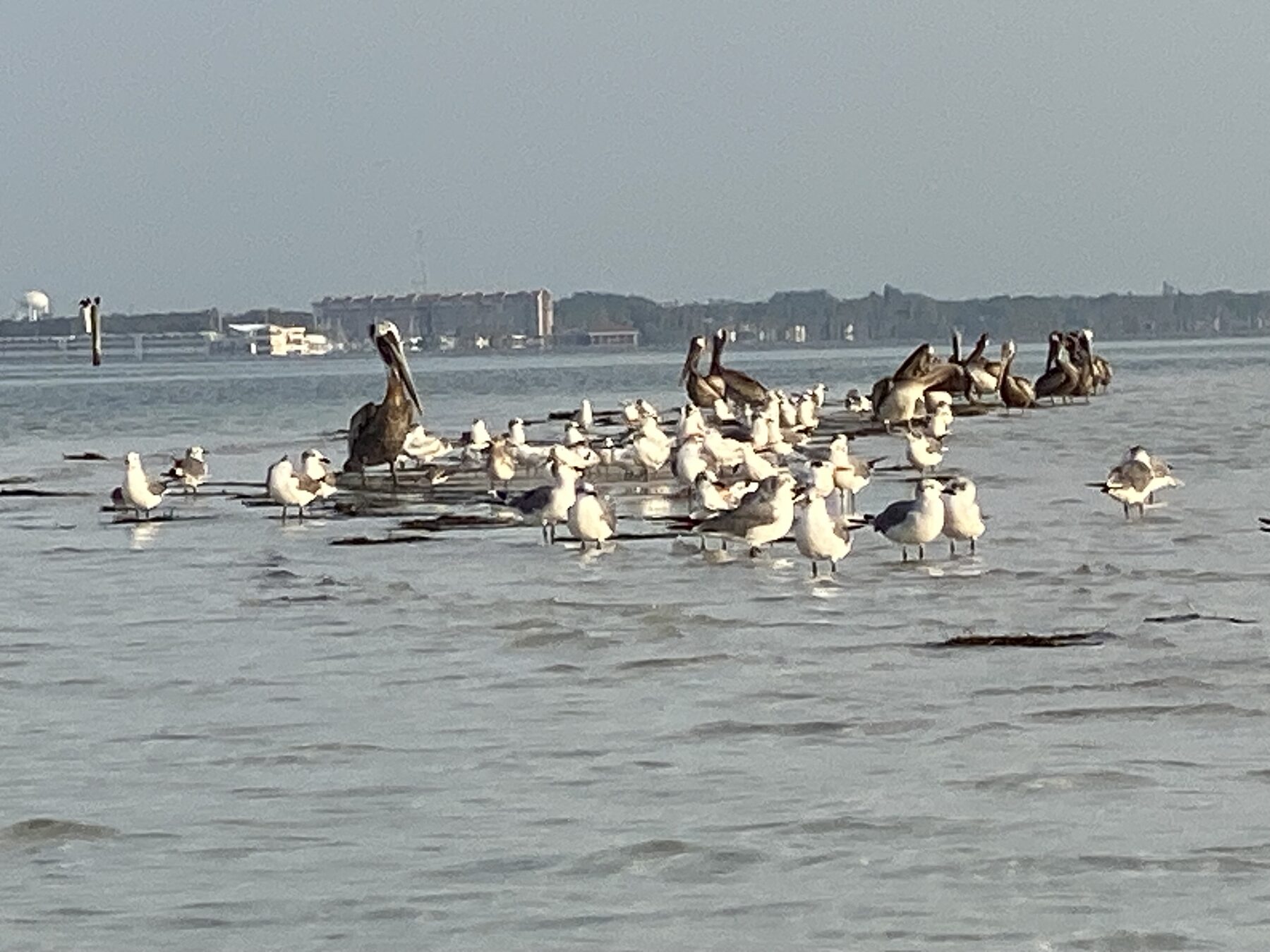 Large gathering of brown pelicans on the water