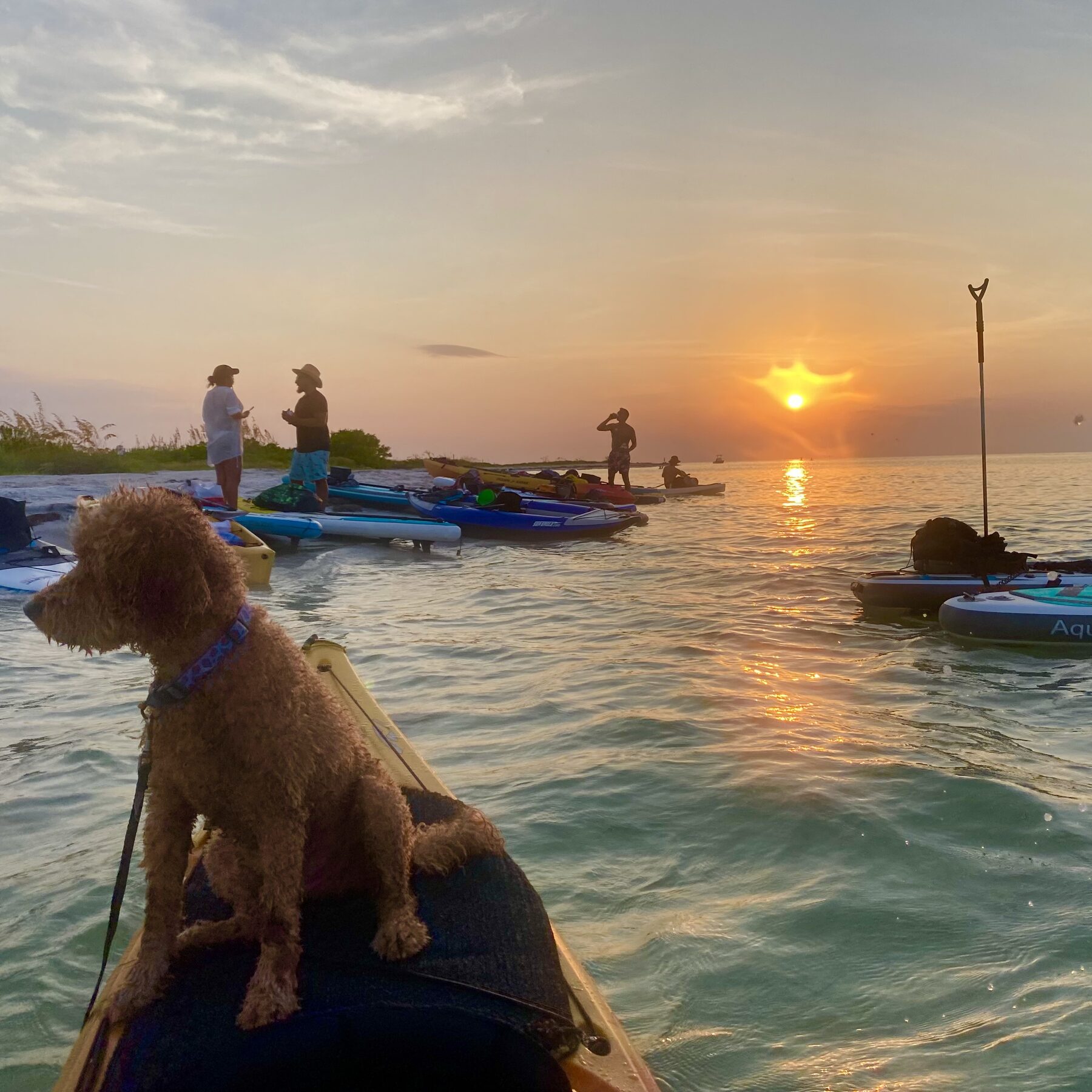 Buddyboy watching group