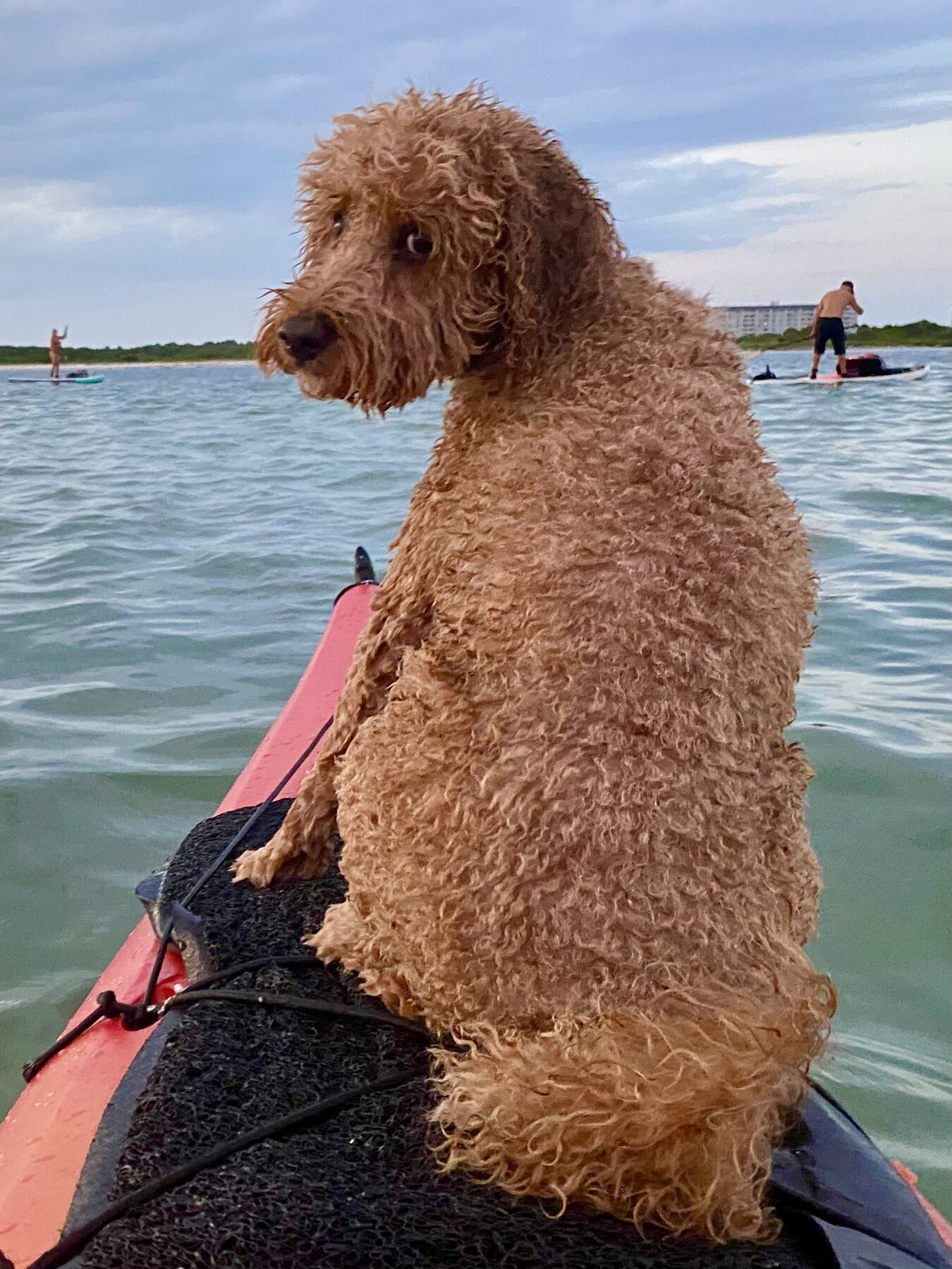 Buddyboy riding home