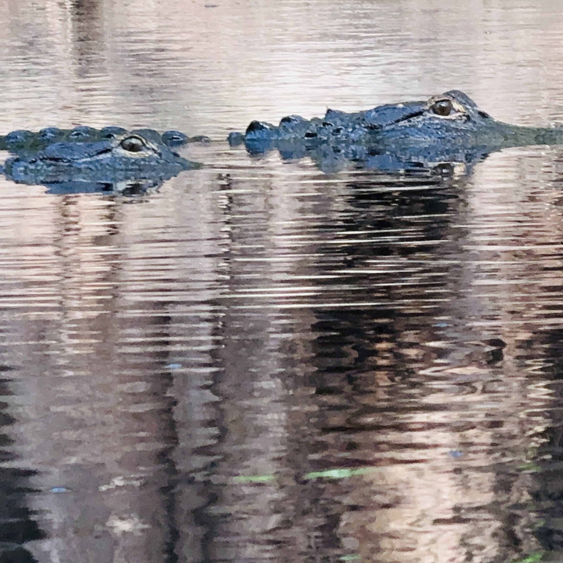 Alligator eyes and head barely visible at the water surface