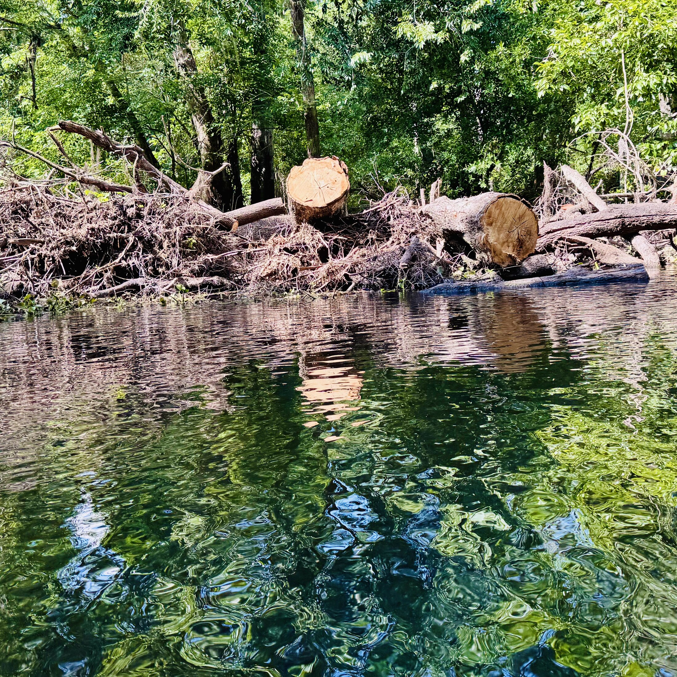 Freshly cut tree blockage along the riverbank
