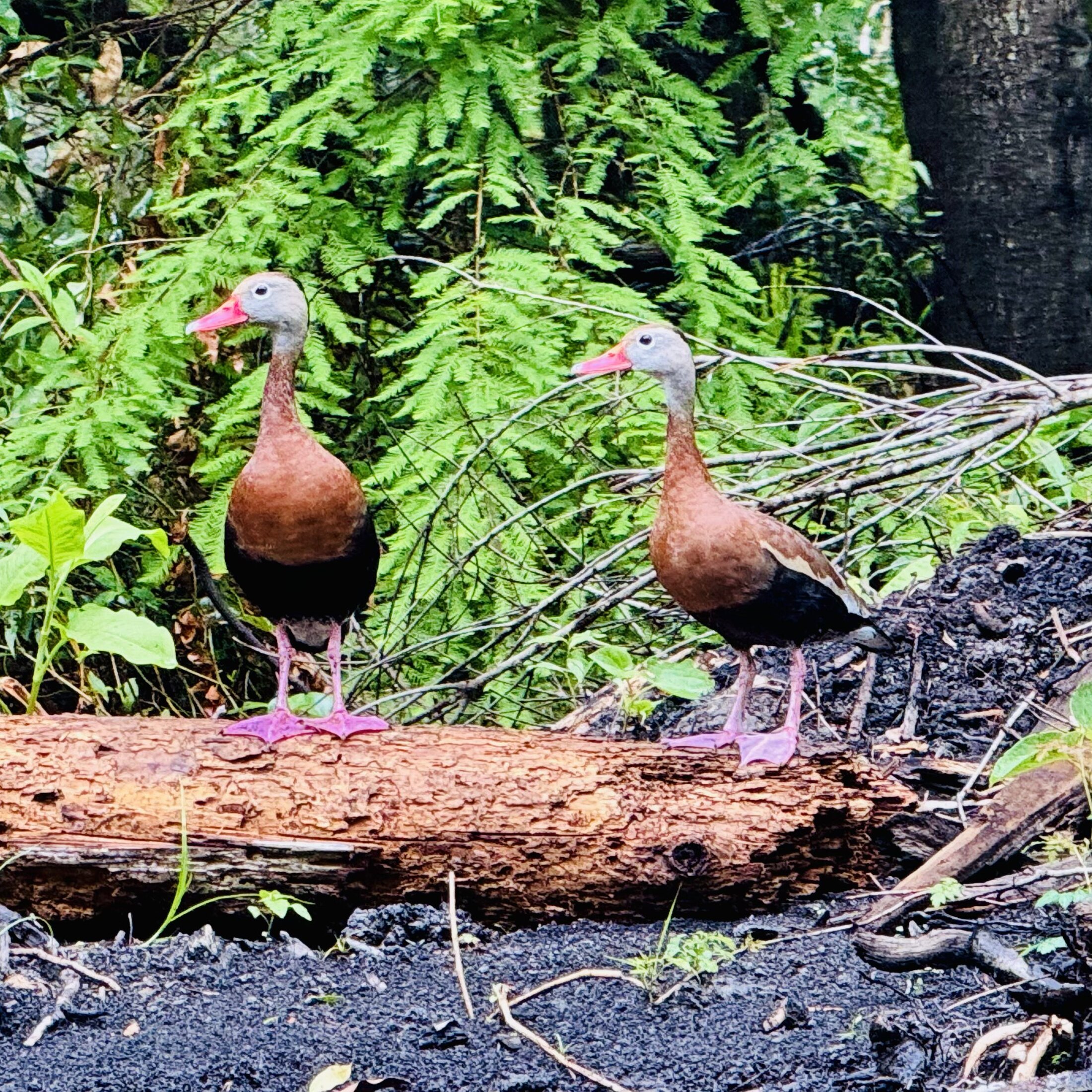 Two whistling ducks standing together on a log