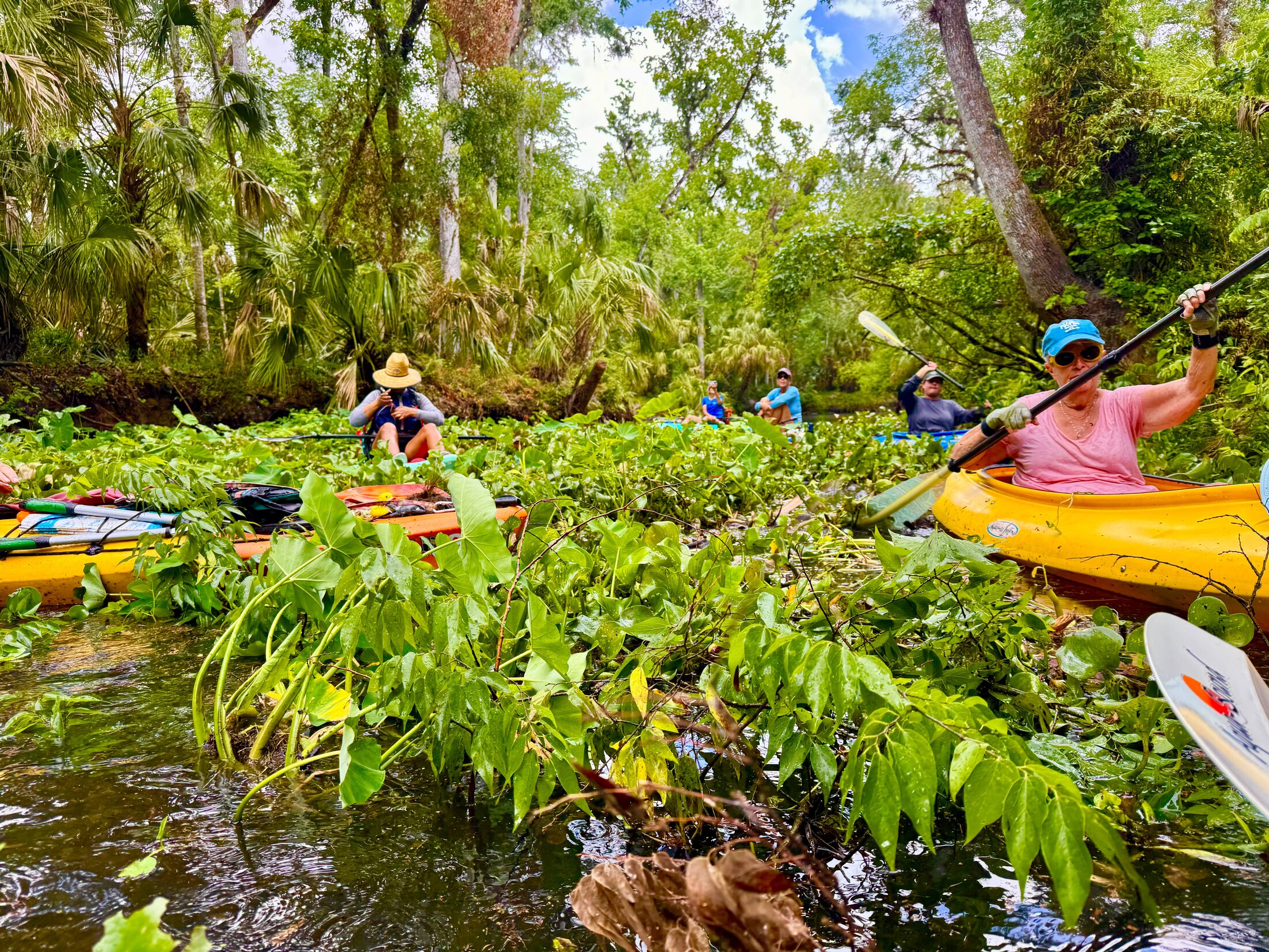 Dense vegetation blocking a narrow river channel