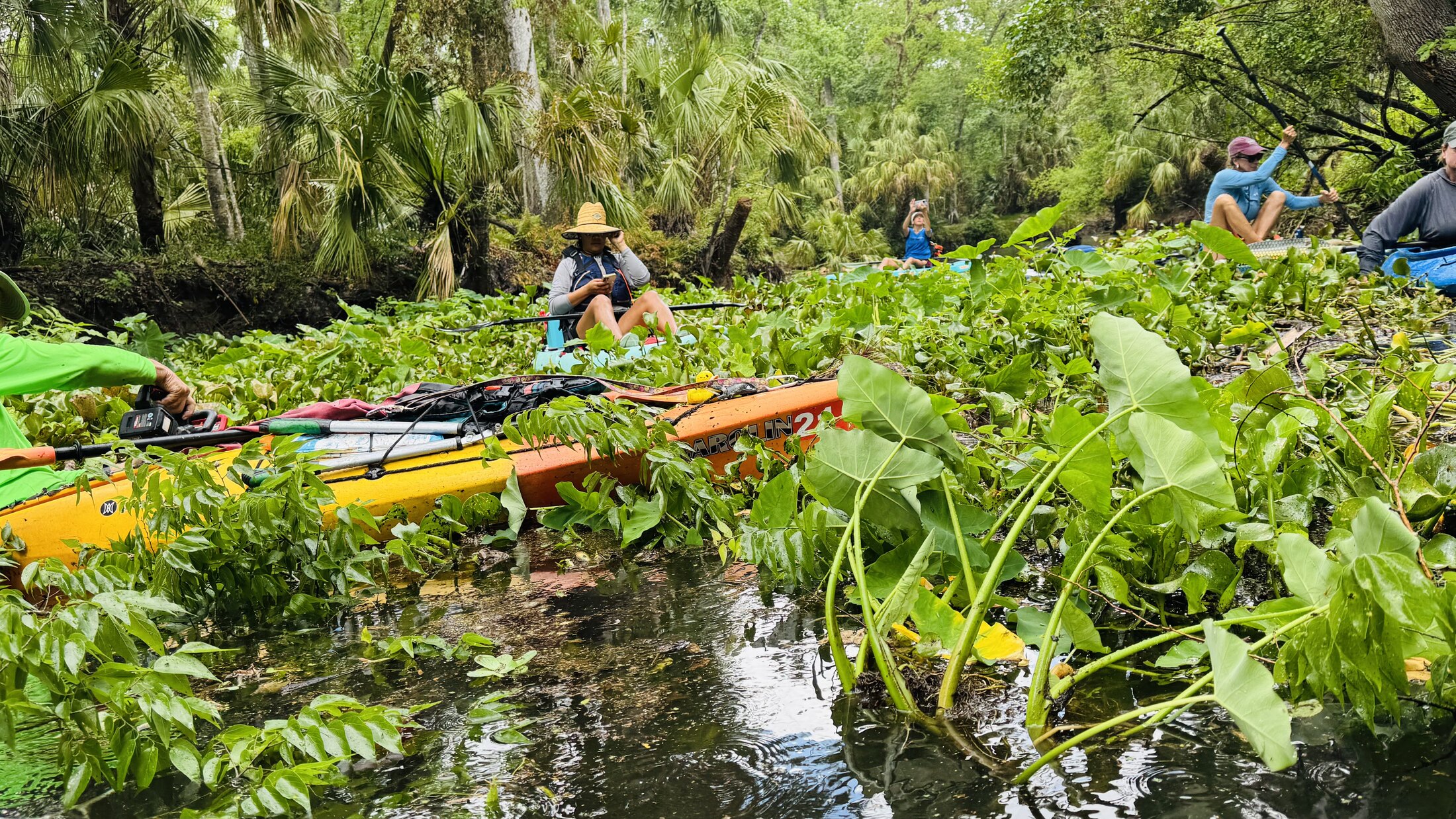 Paddlers working through a dense river blockage