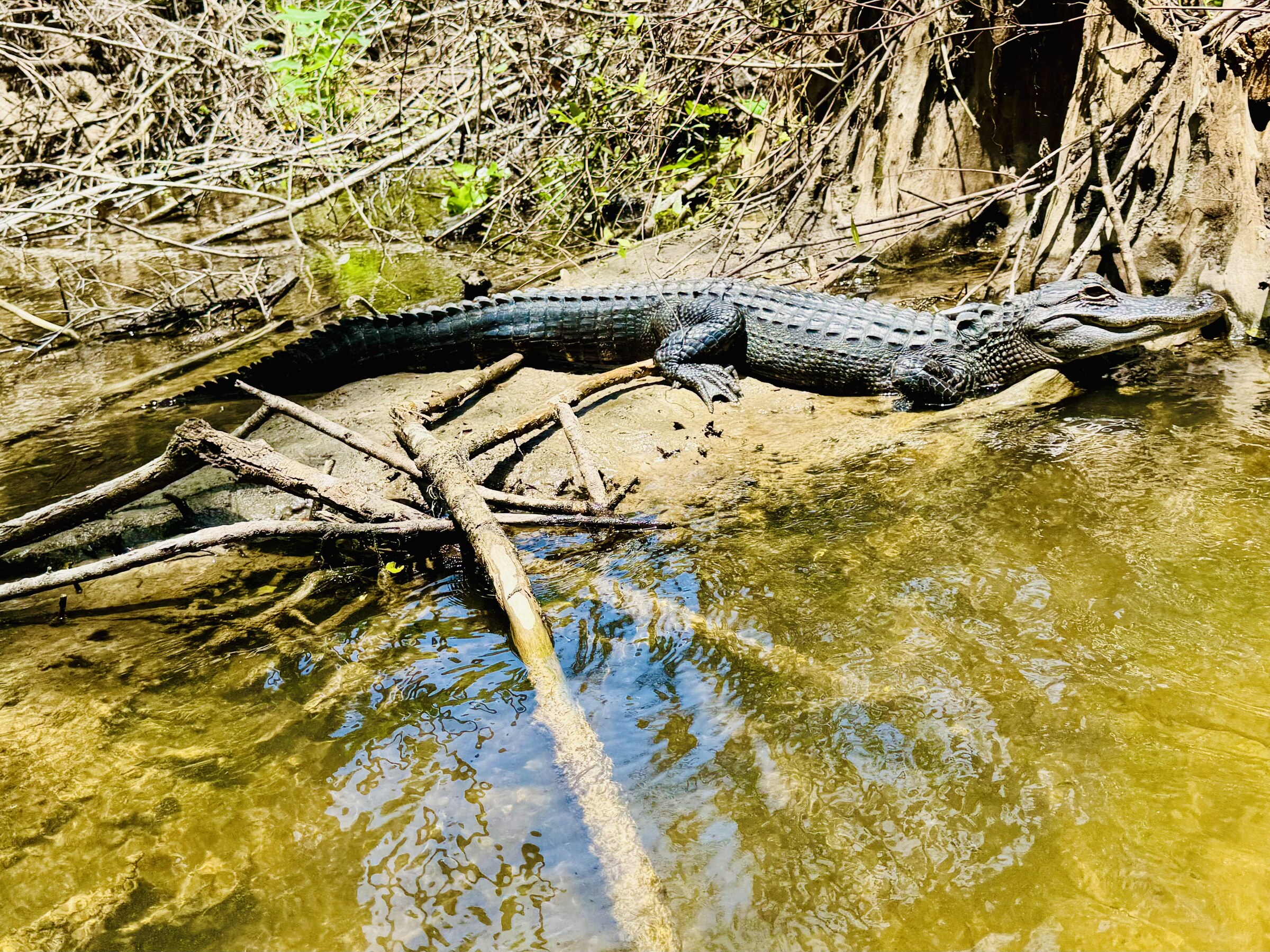 Alligator lying beside shallow water and fallen branches