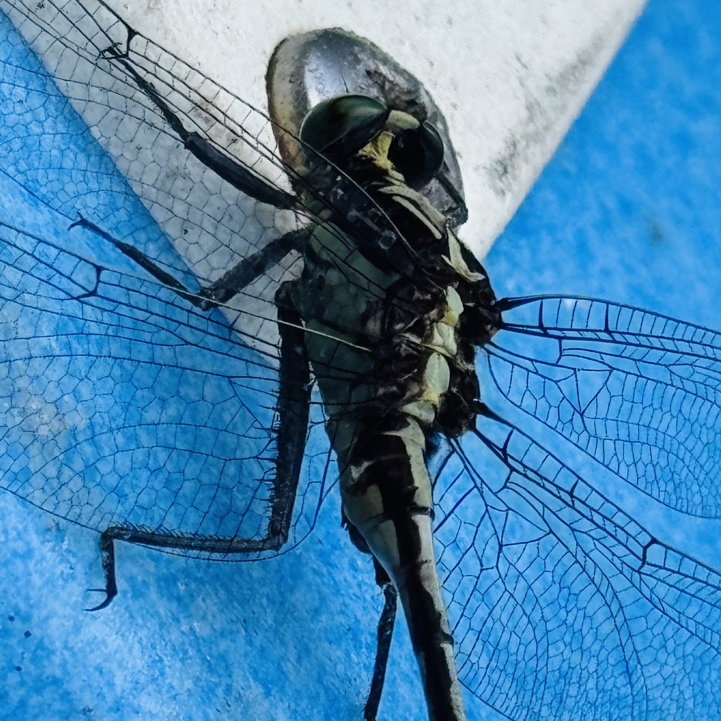 Close view of a dragonfly resting on a blue kayak