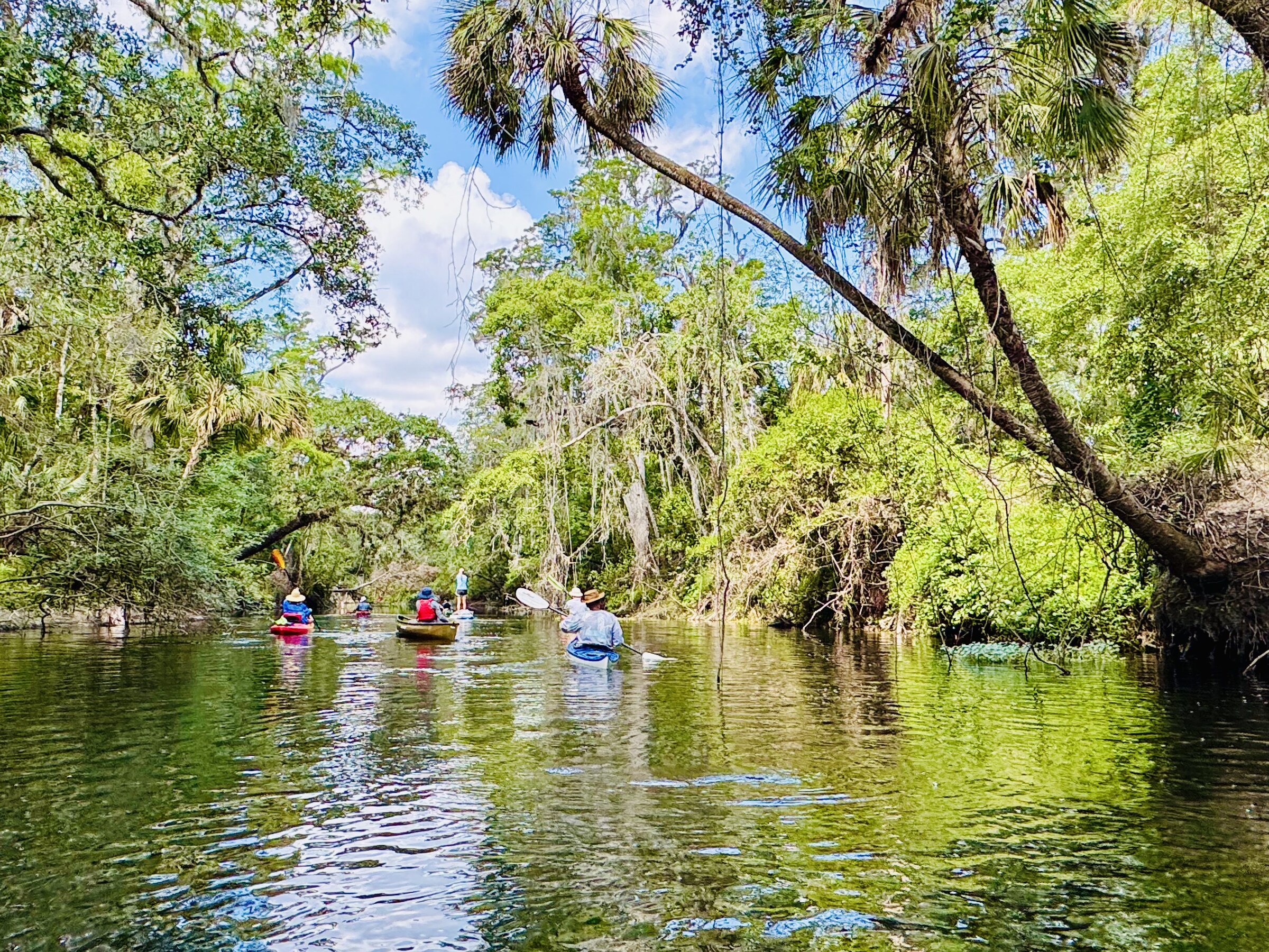 Kayakers traveling beneath live oaks on the Hillsborough River