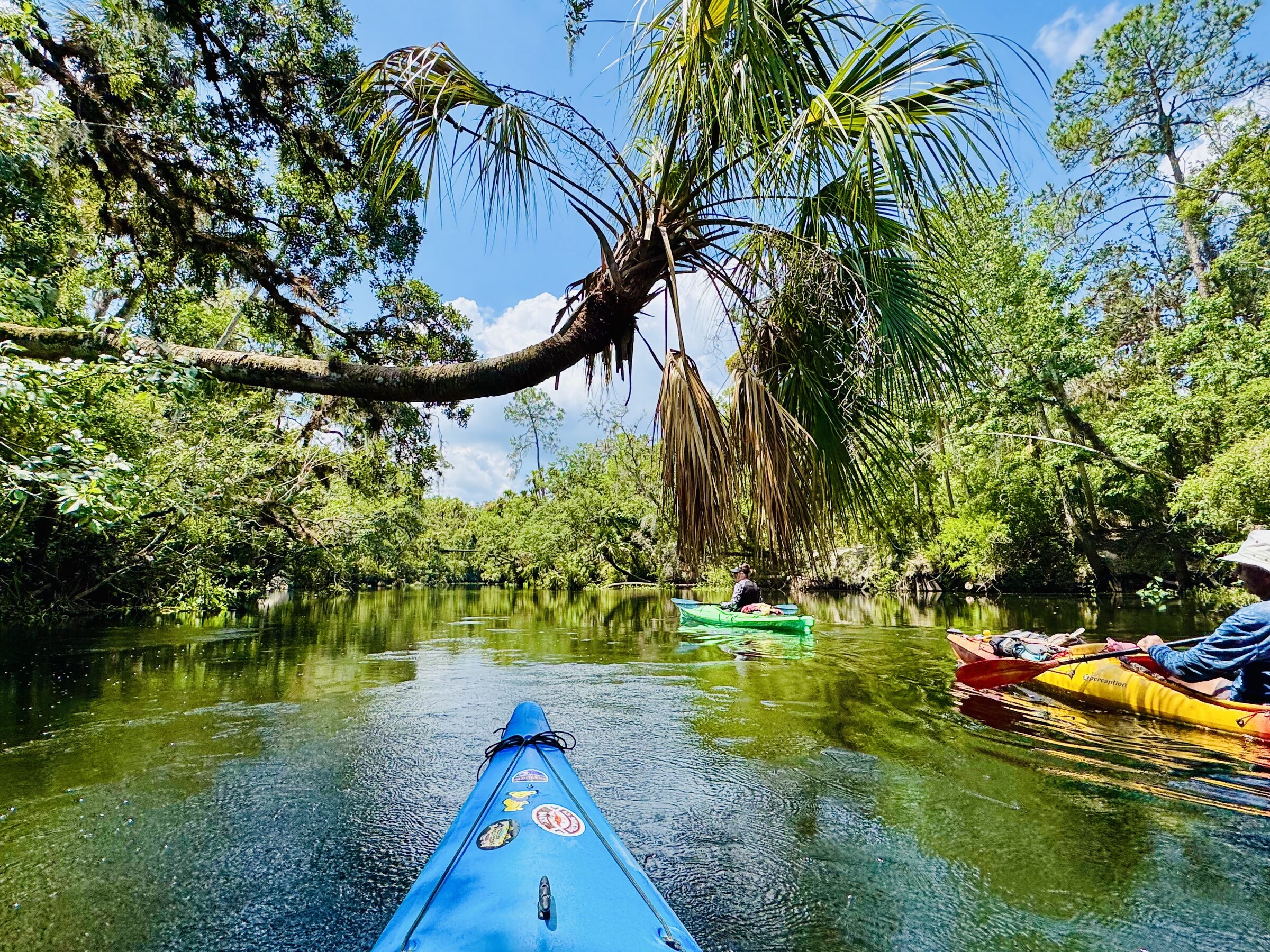 Kayaks passing beneath overhanging palm fronds