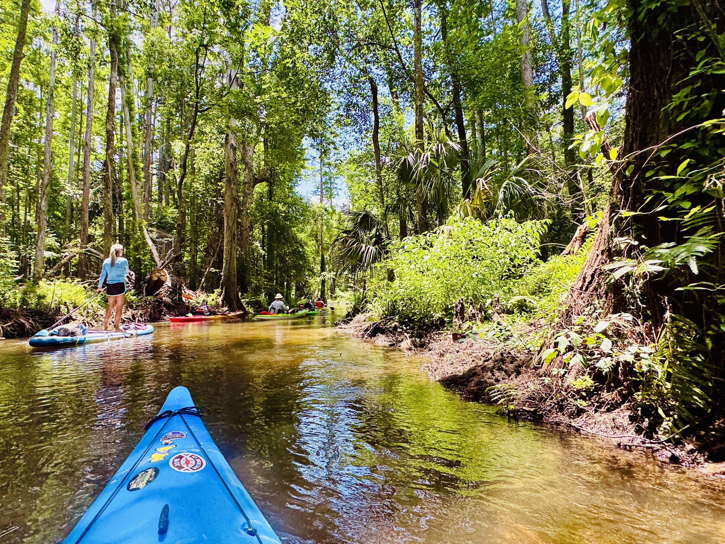 A winding narrow run through cypress forest