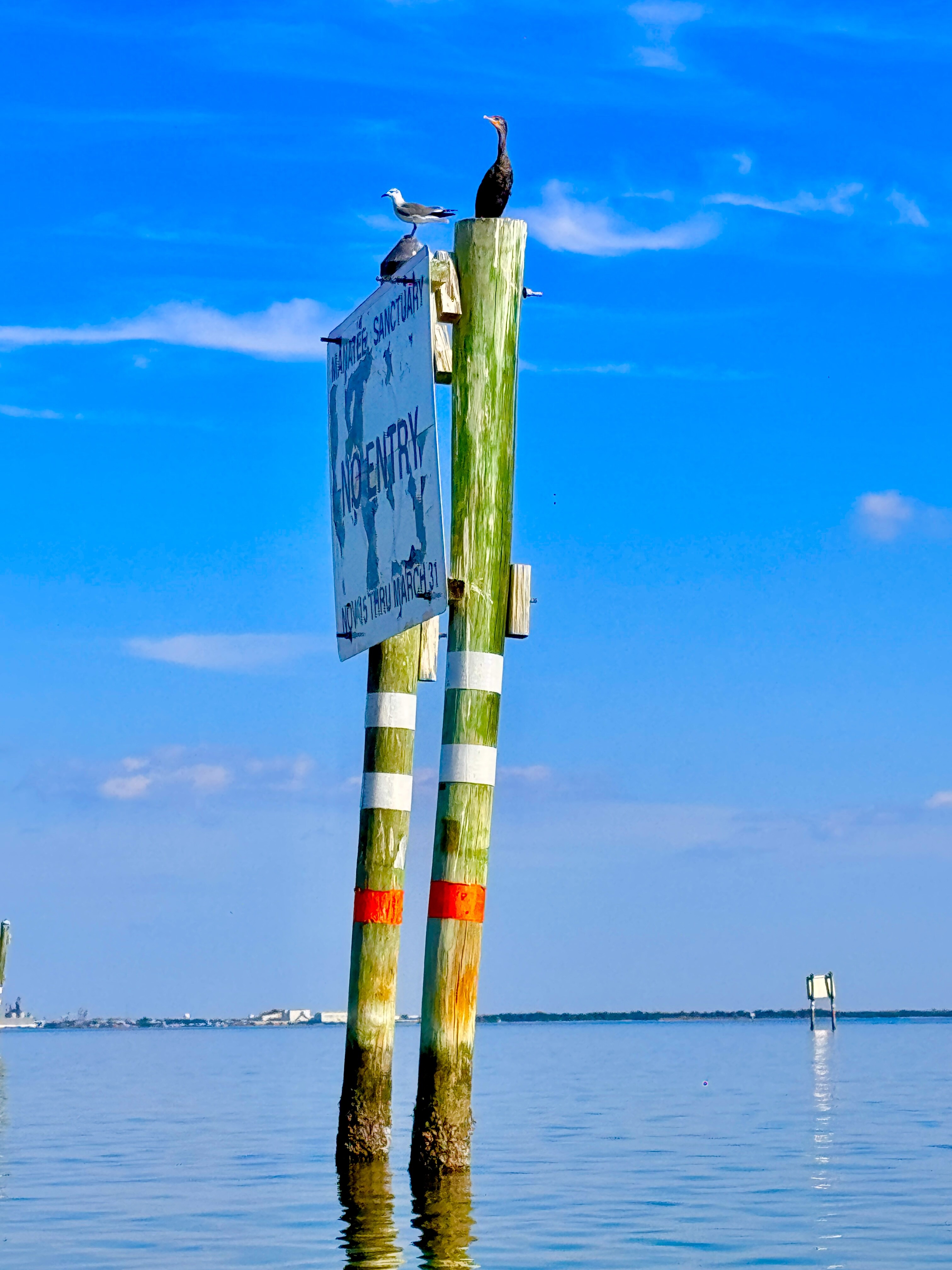 Bird perched on a channel marker under a vivid blue sky