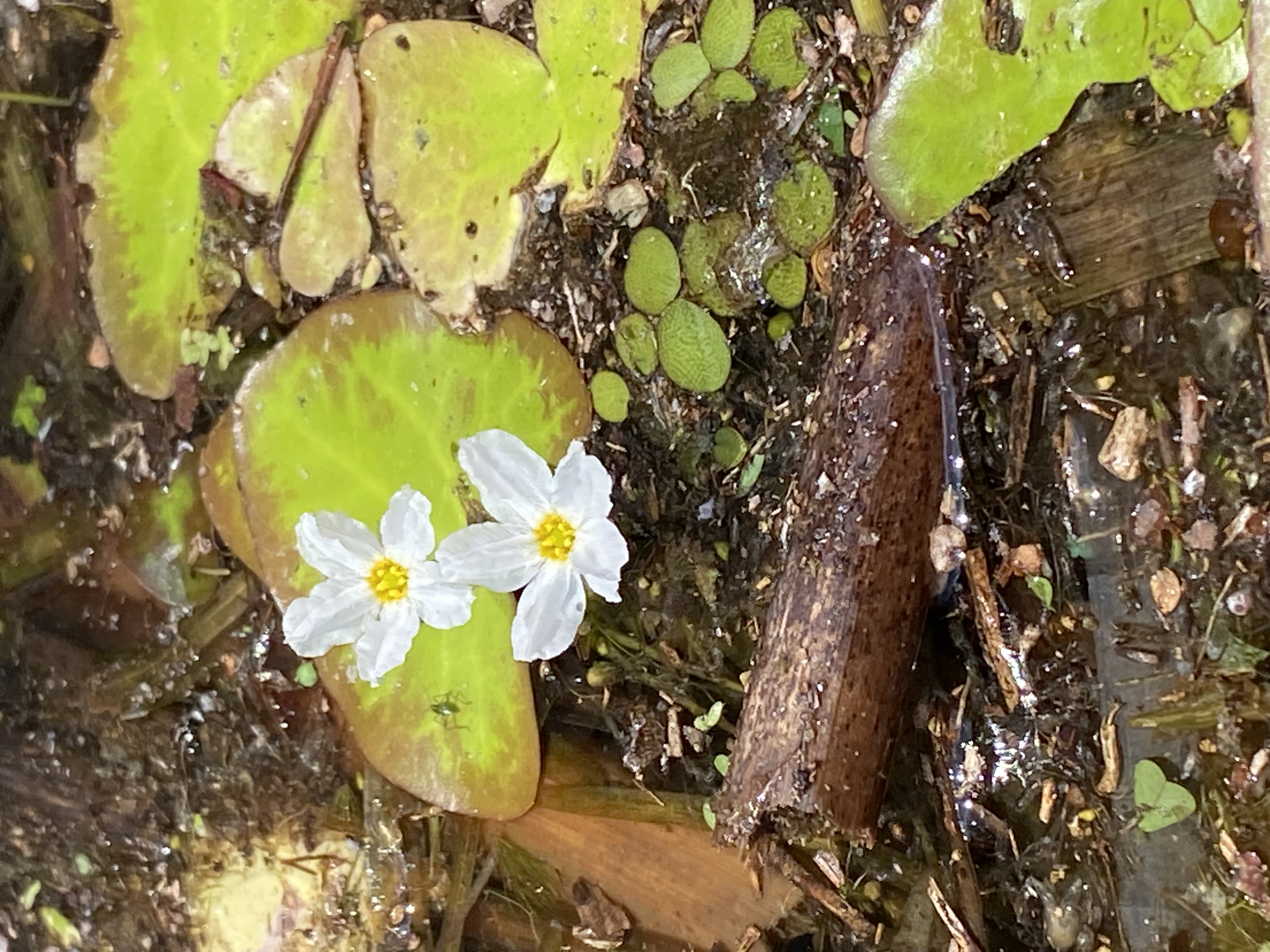 A delicate white aquatic flower floating among the vegetation near the beginning of the paddle.