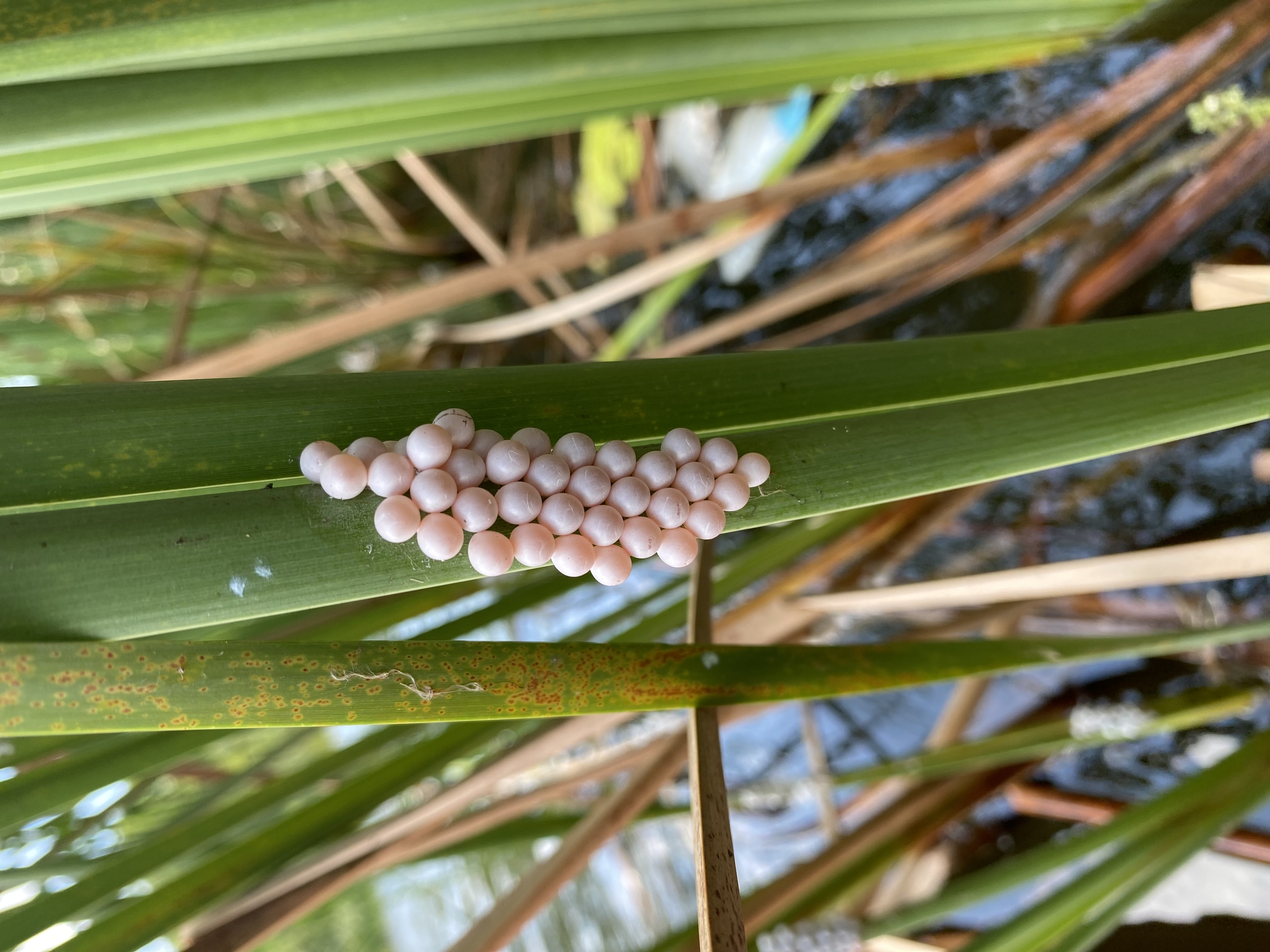 A cluster of pale pink apple snail eggs attached above the waterline on a reed.