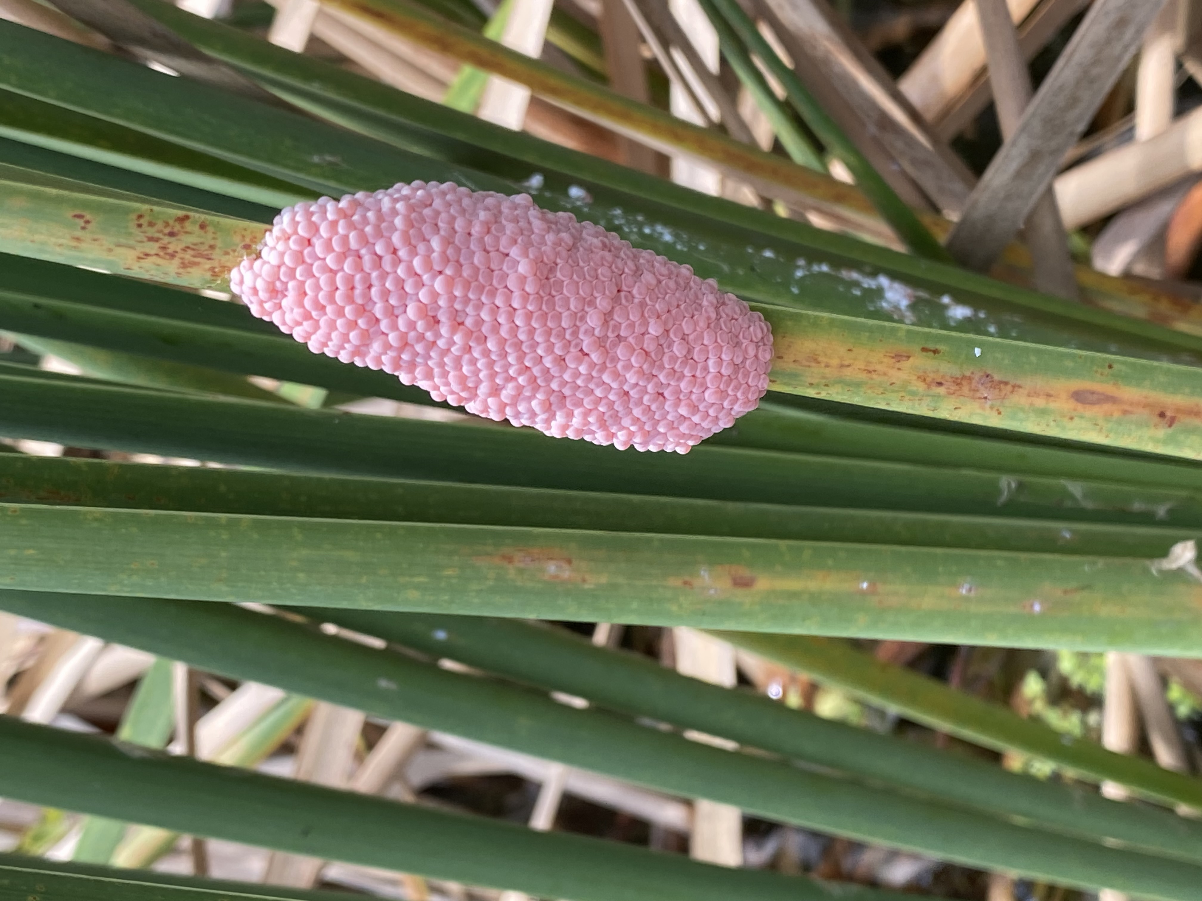 A larger pink apple snail egg cluster — one of many small details that reward a slow paddle.