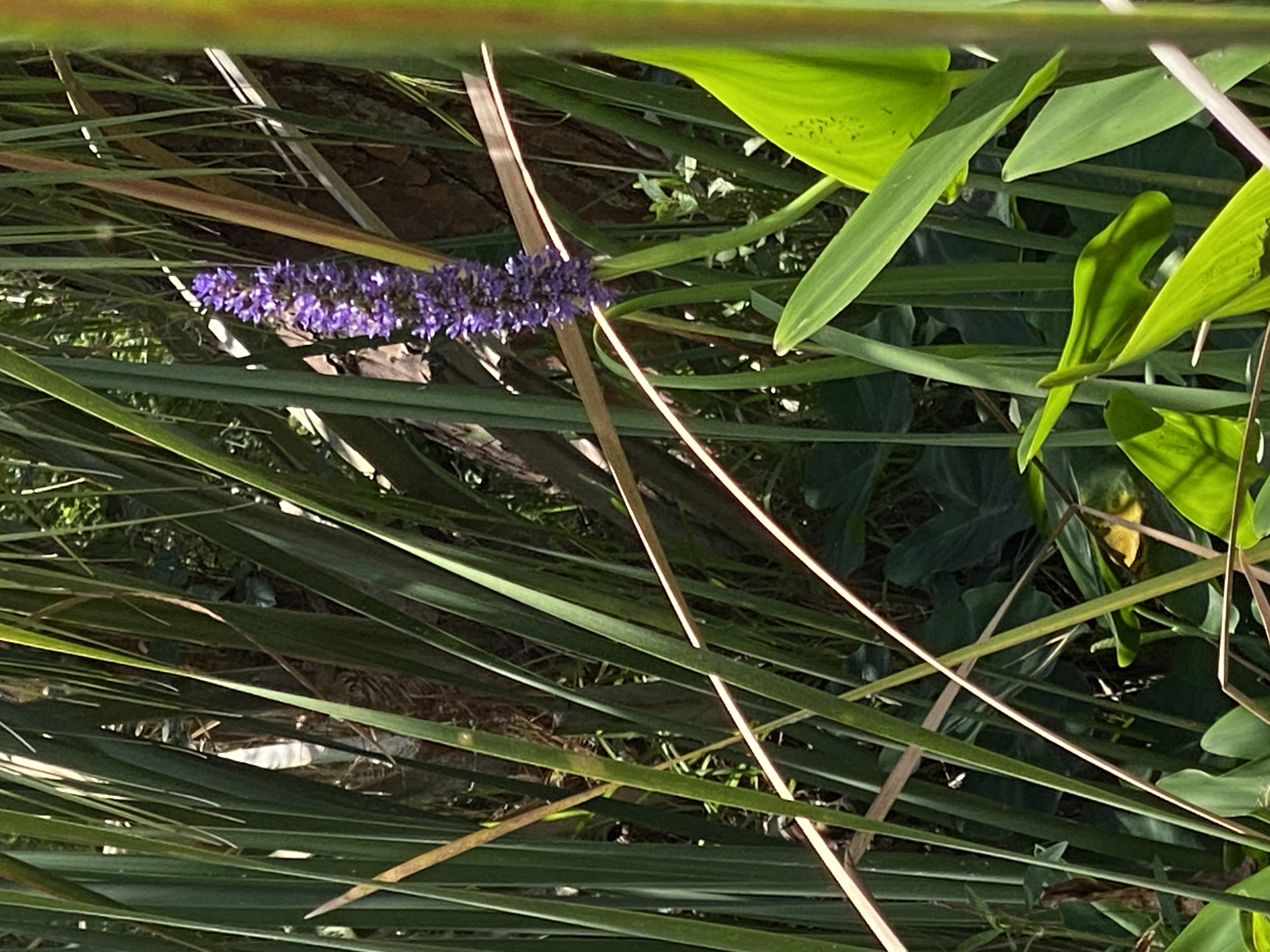 Purple pickerelweed blooming along the shoreline in the summer heat.