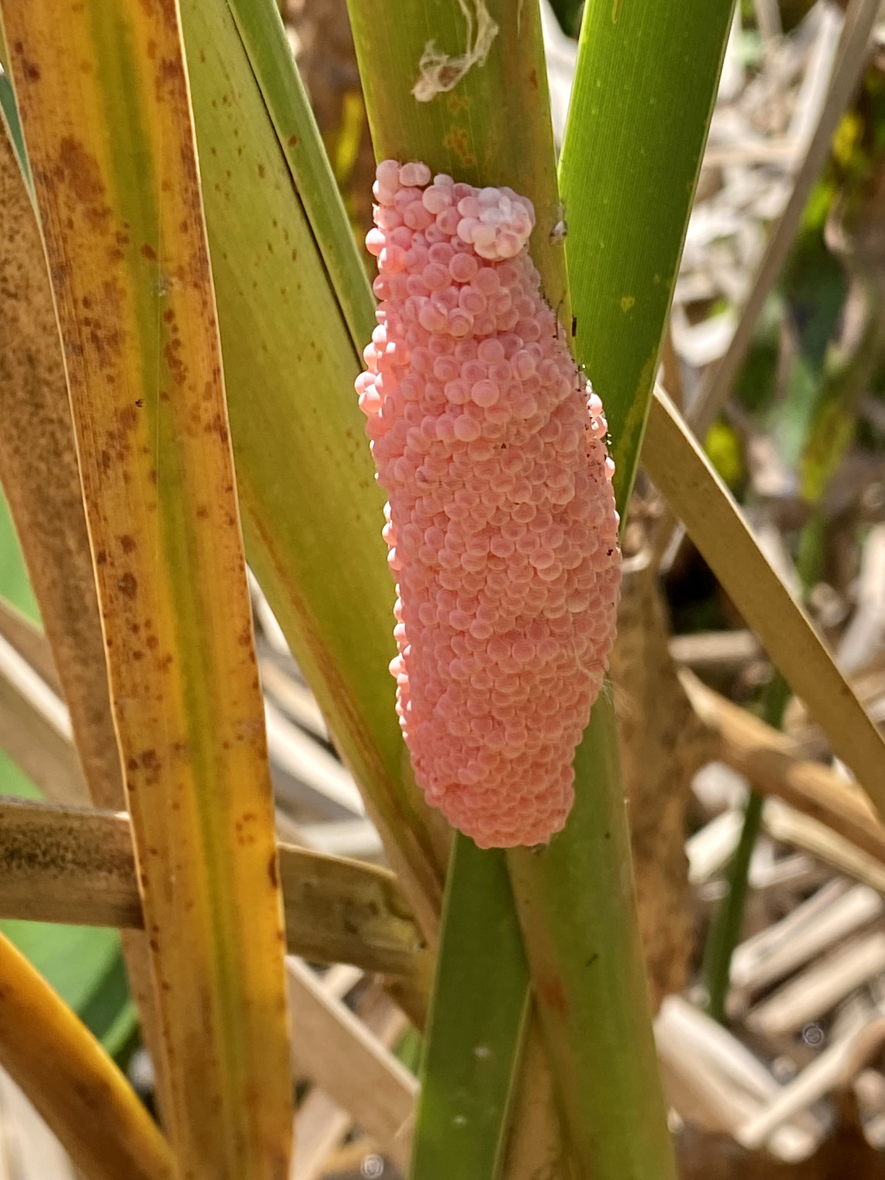 A close view of another bright pink apple snail egg mass on emergent vegetation.