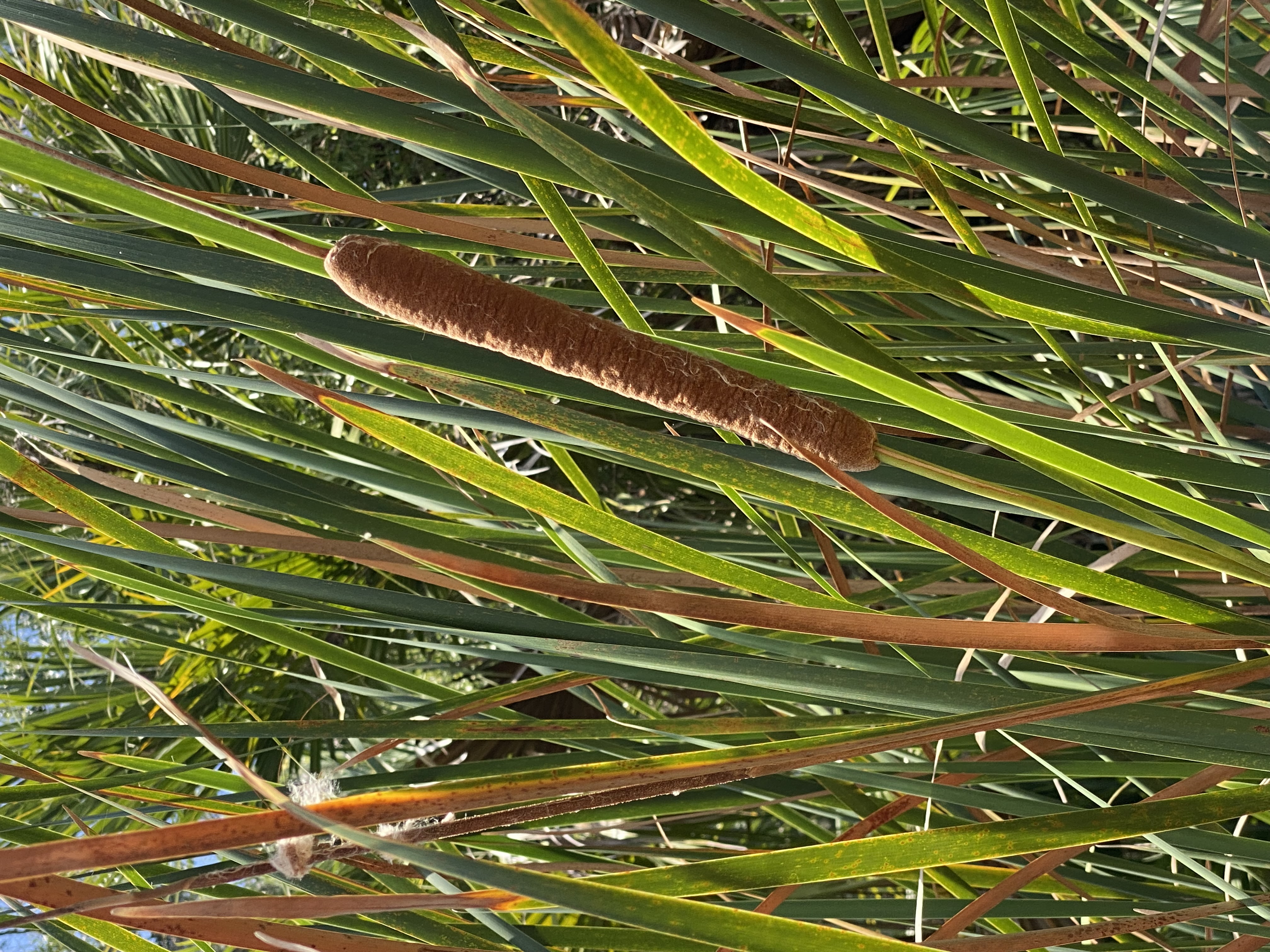 A cattail rising through the dense green shoreline vegetation.
