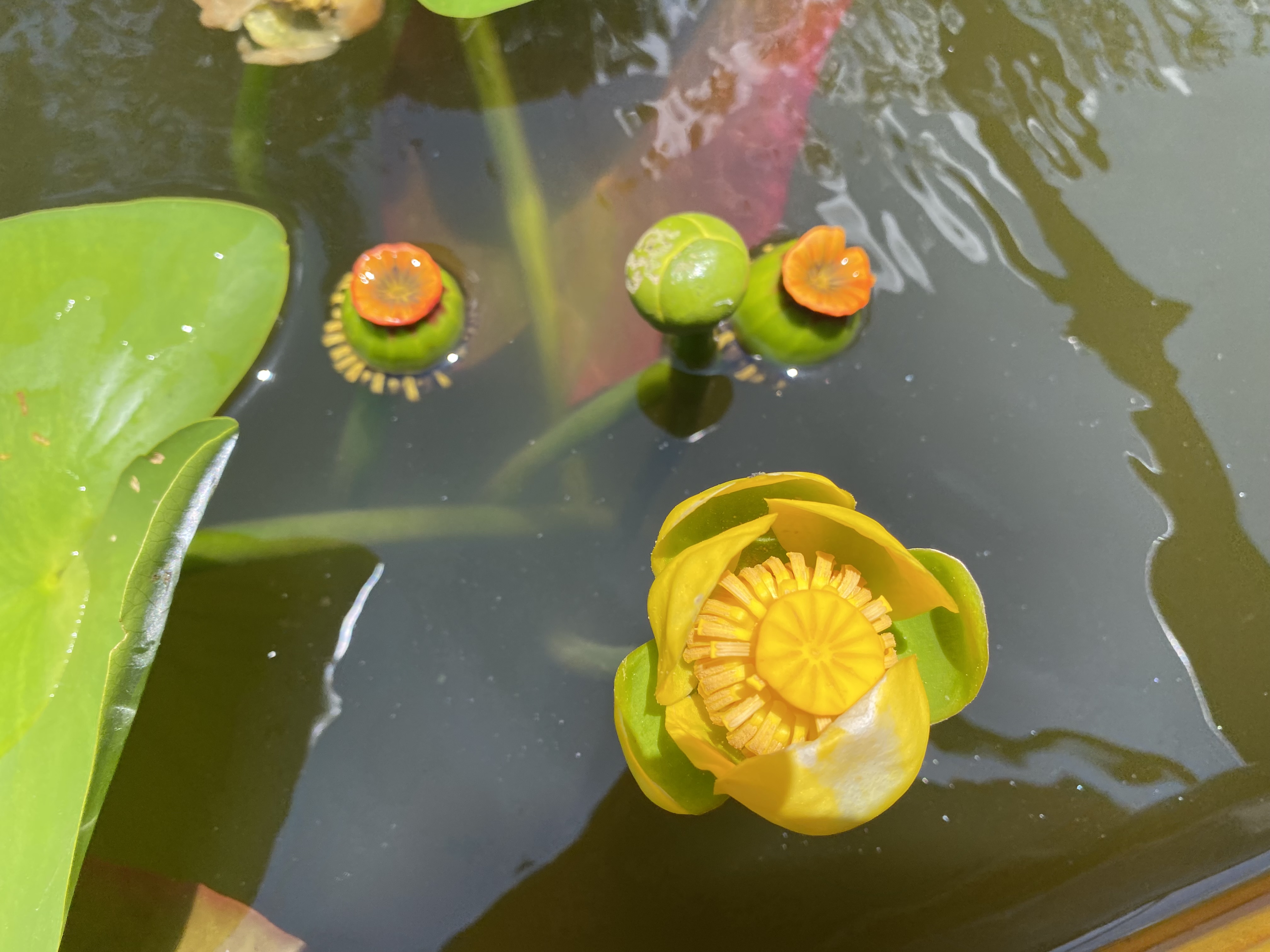 A yellow pond-lily flower opening beside broad floating leaves.
