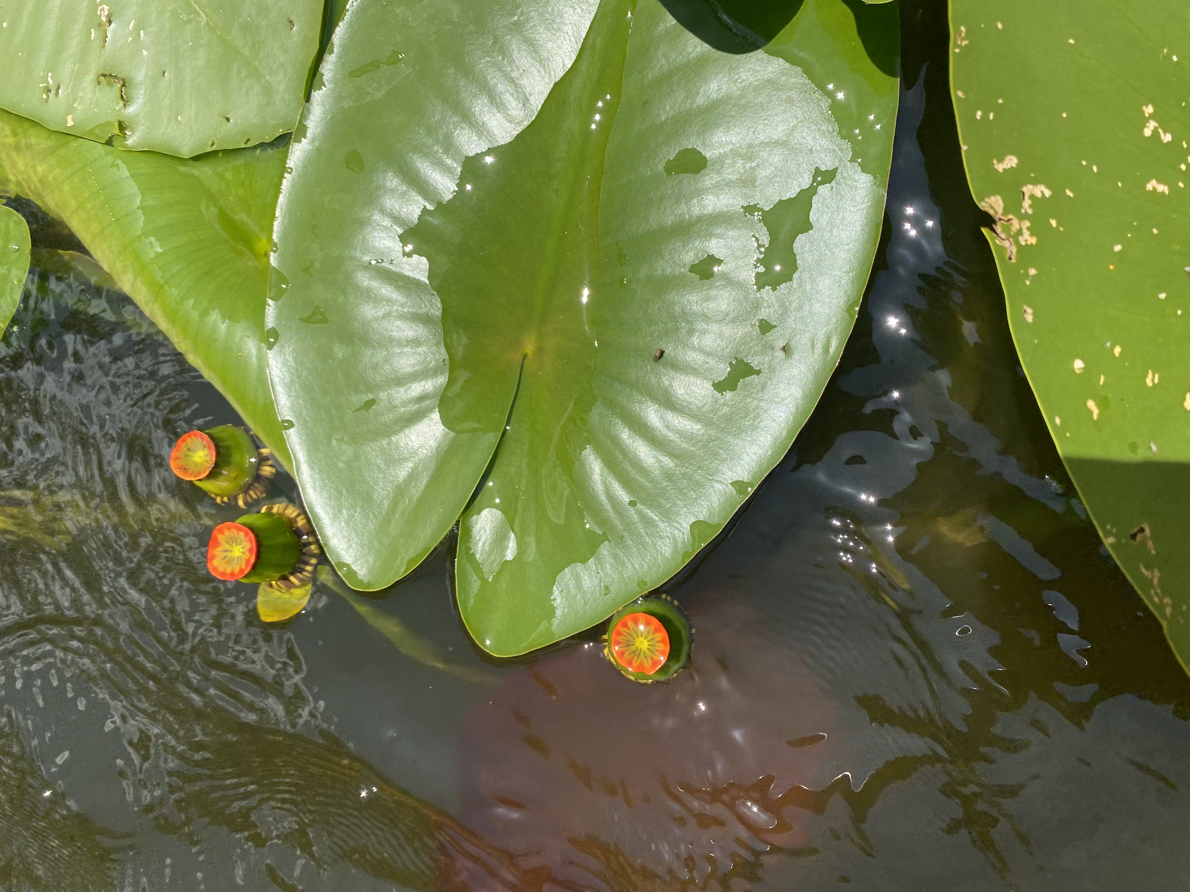 Pond-lily leaves and colorful buds floating in the quiet water.