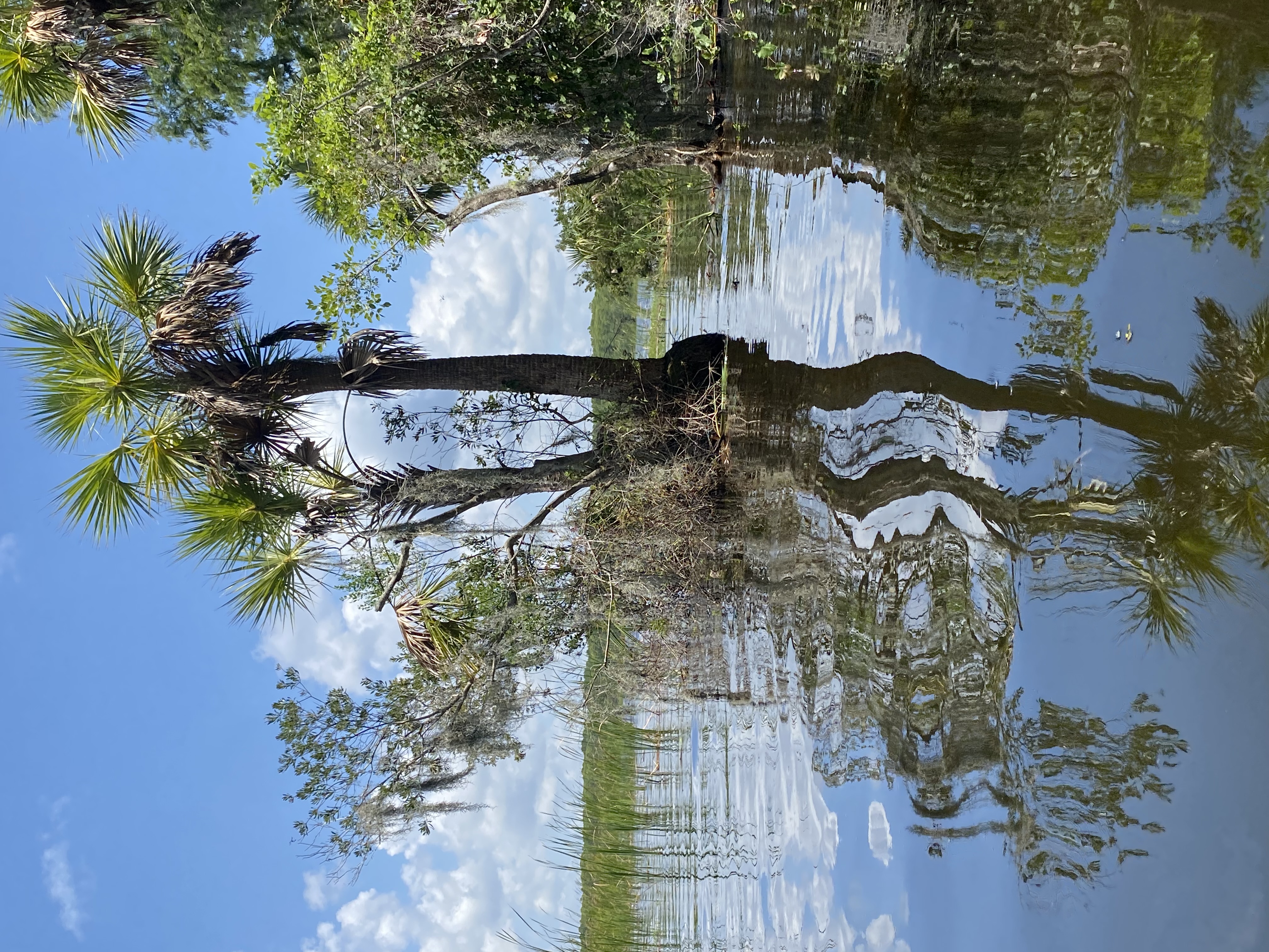 Trees and sky reflected in the calm water while following the Lake Tarpon shoreline toward Brooker Creek.