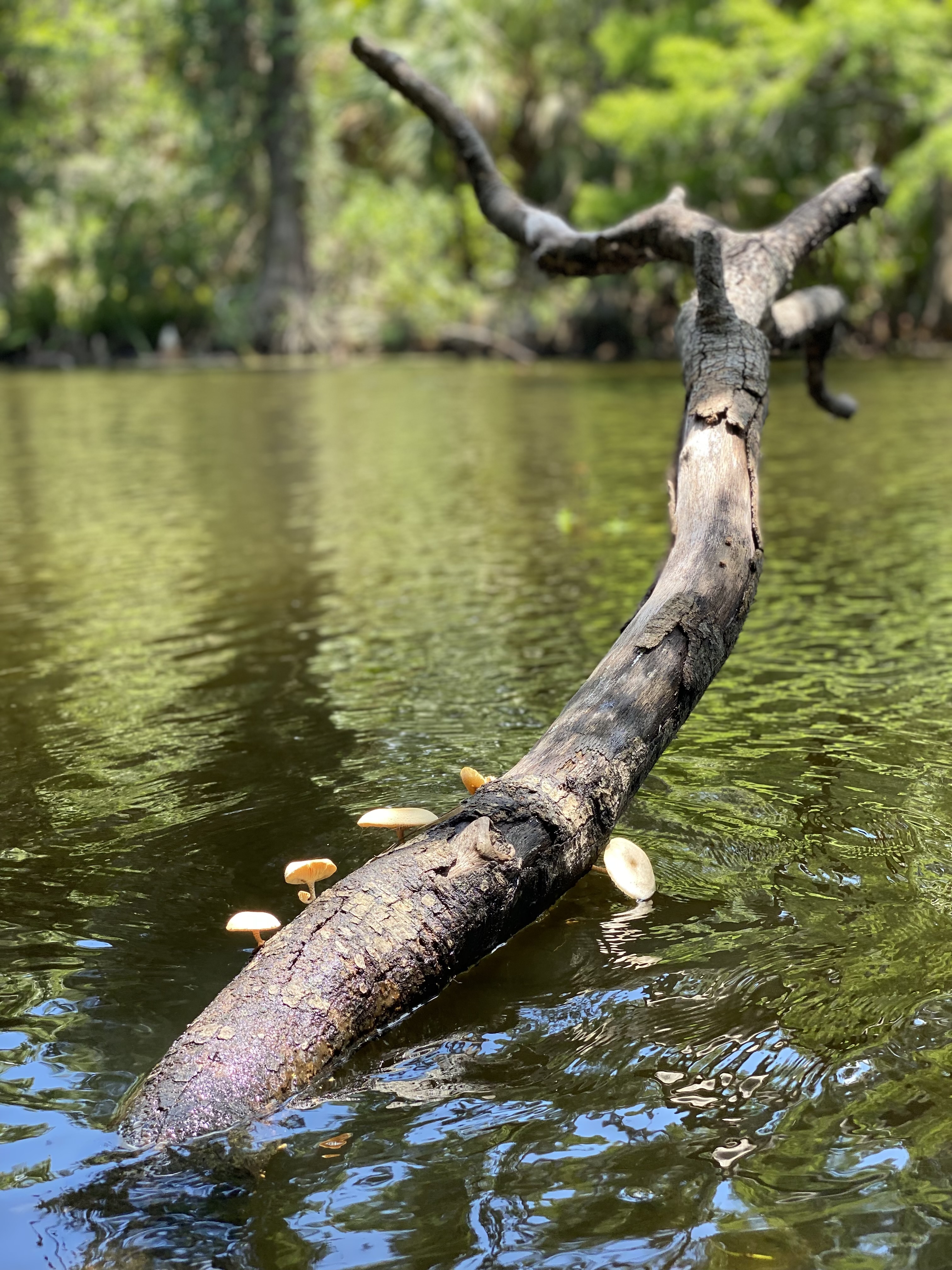 A fallen log lying low over the water — a reminder that woody obstructions are part of paddling this creek.